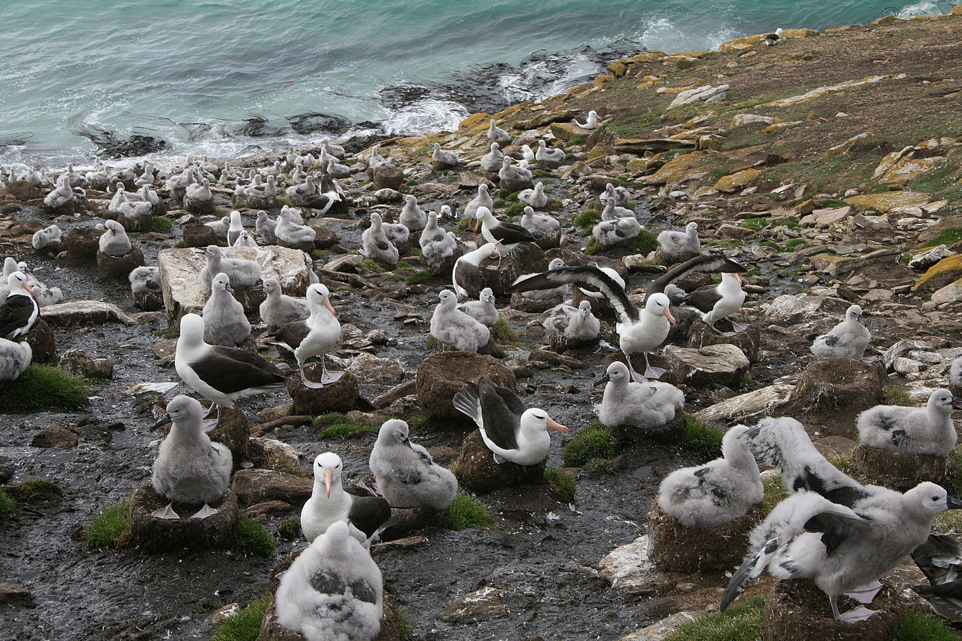 Black-browed albatrosses op nest. © David Van den Schoor