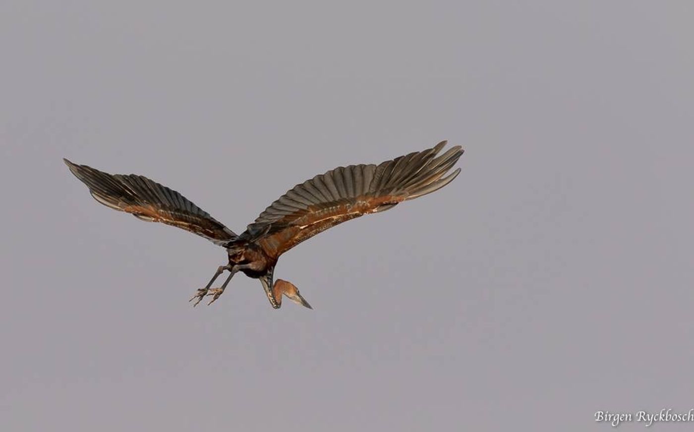 IMG_8152 © Birgen Ryckebosch