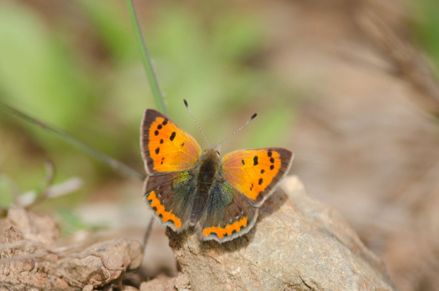 Kleine vuurvlinder © Annelies Jacobs