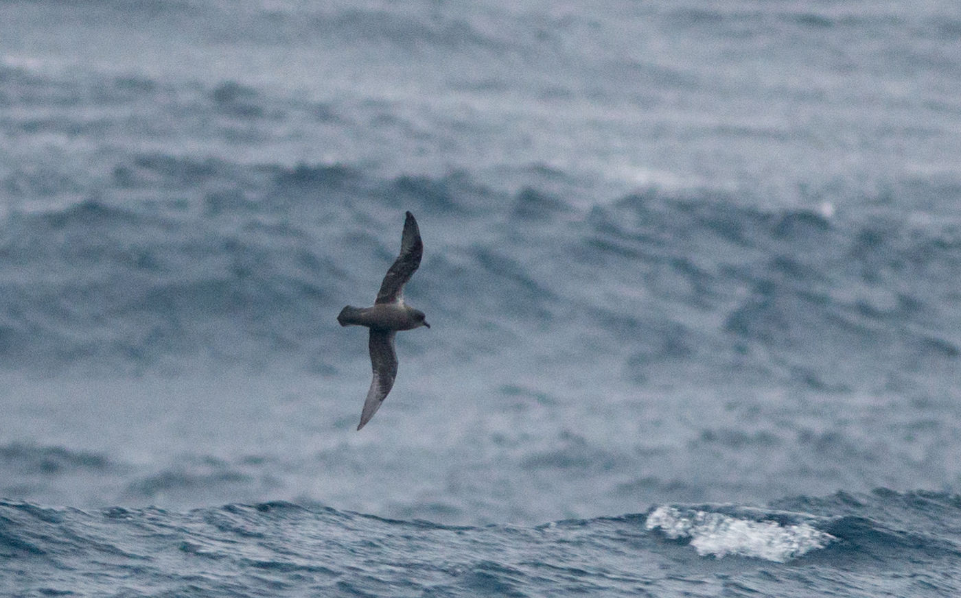 Kerguelen petrel. © Bård Øyvind Bredesen