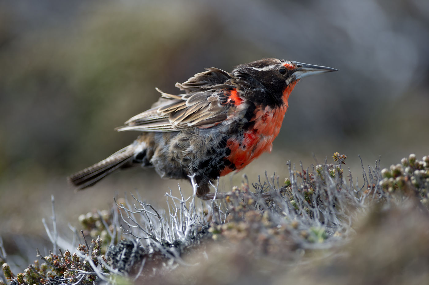 Long-tailed meadowlark. © Bård Øyvind Bredesen 