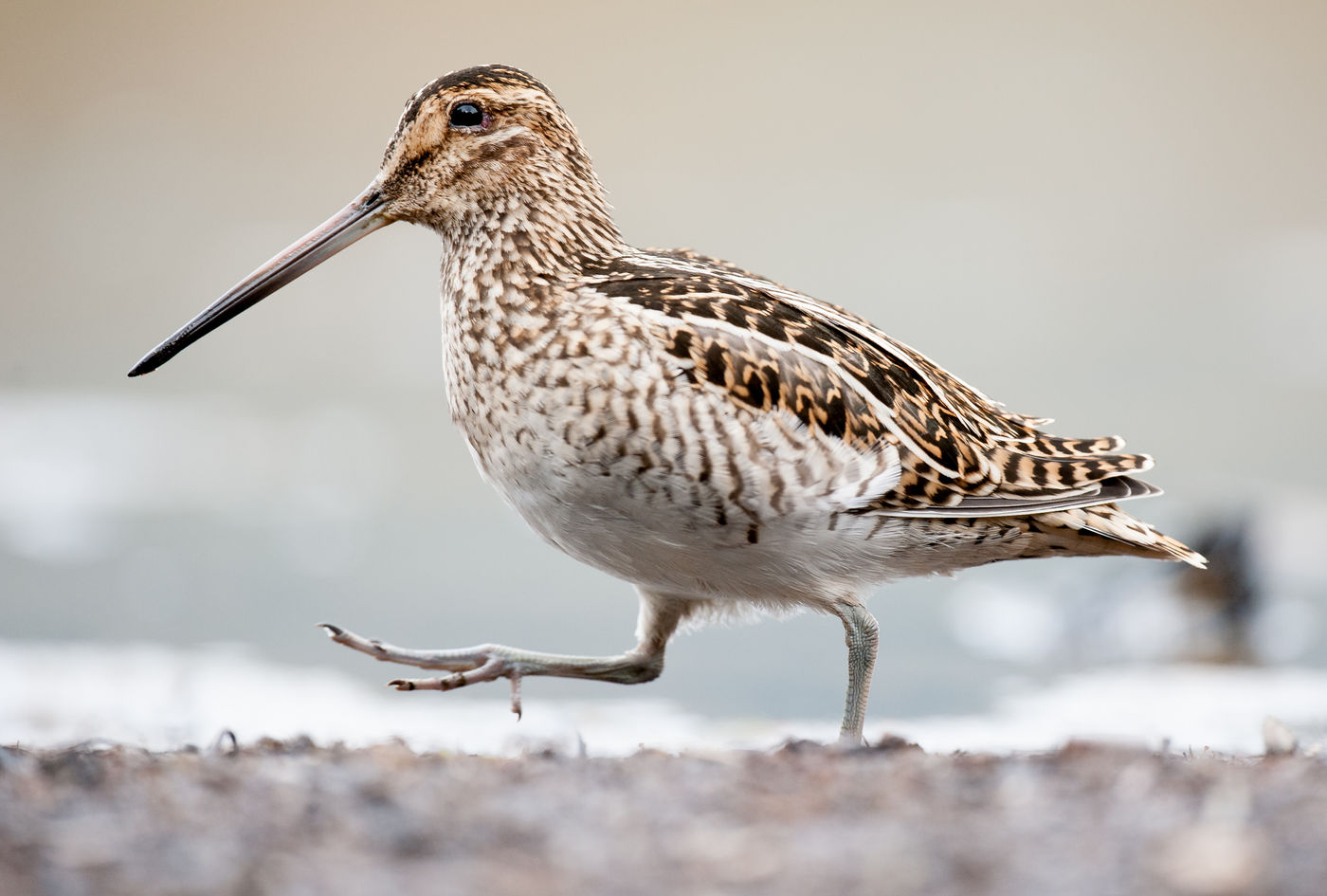 Magellanic snipe. © Bård Øyvind Bredesen