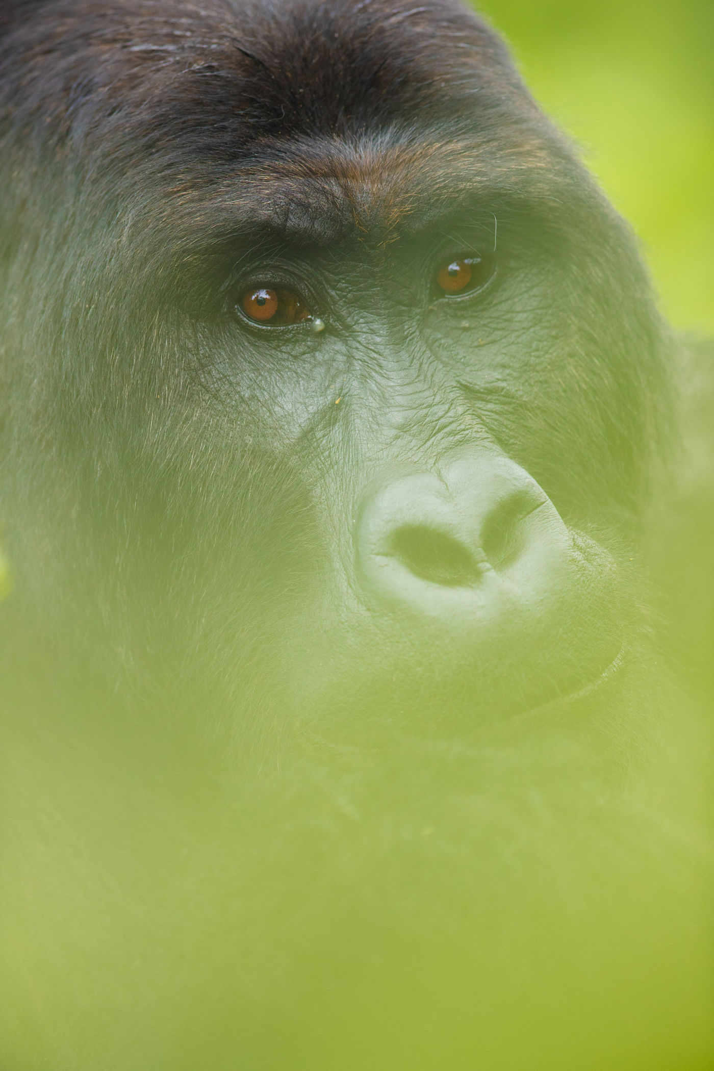 Een portret van een mannetje gorilla. © Pieter-Jan D'Hondt