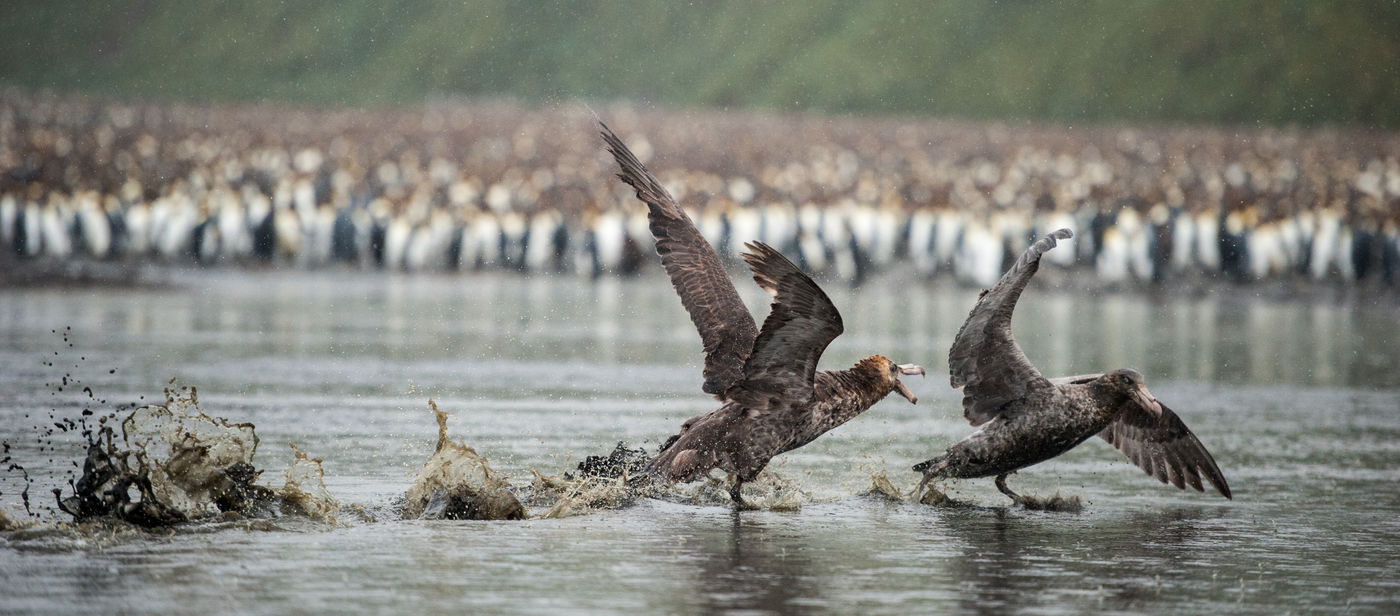 Southern giant-petrels. © Julien Herremans