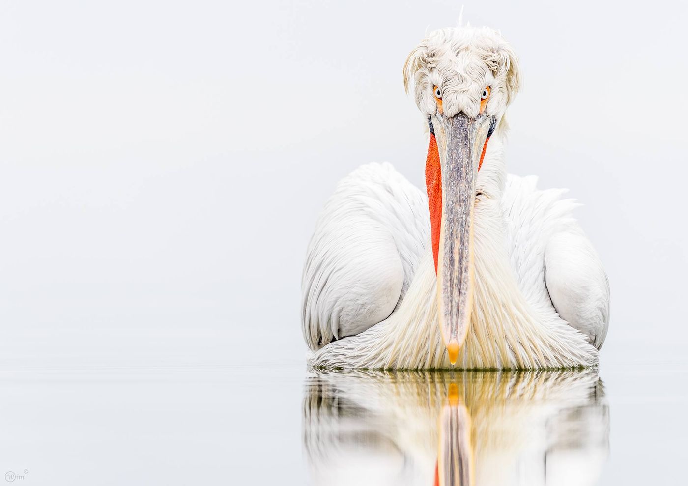 Wim De Baets - Bulgarije - Pelikaan Wim De Baets: en een geweldige foto getrokken op die zelfde reis (m'n eigen mening natuurlijk). © Wim De Baets