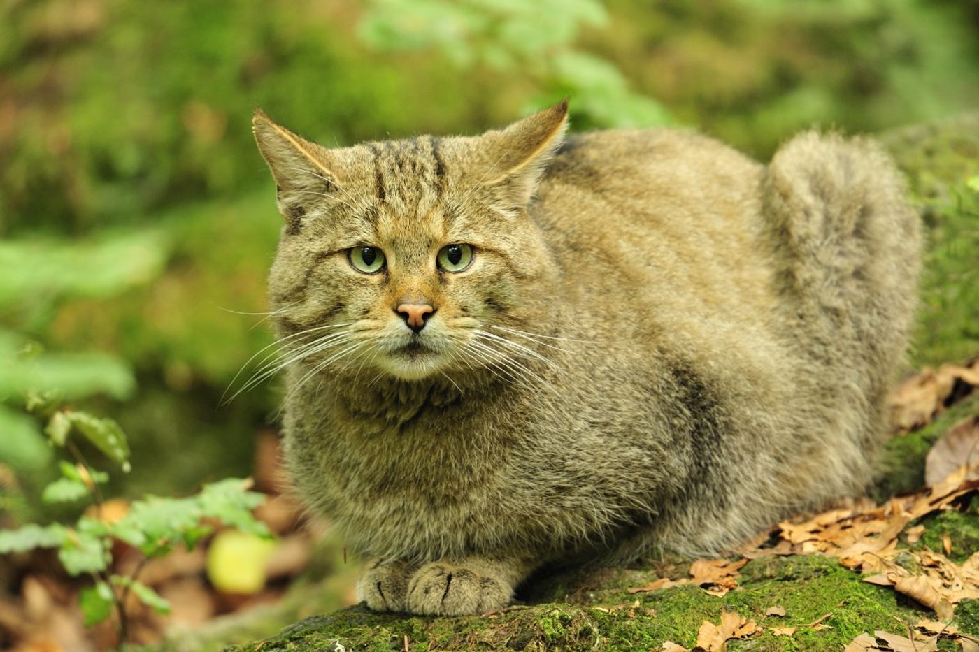 Strenge blik is typisch Wilde kat © Yves Adams