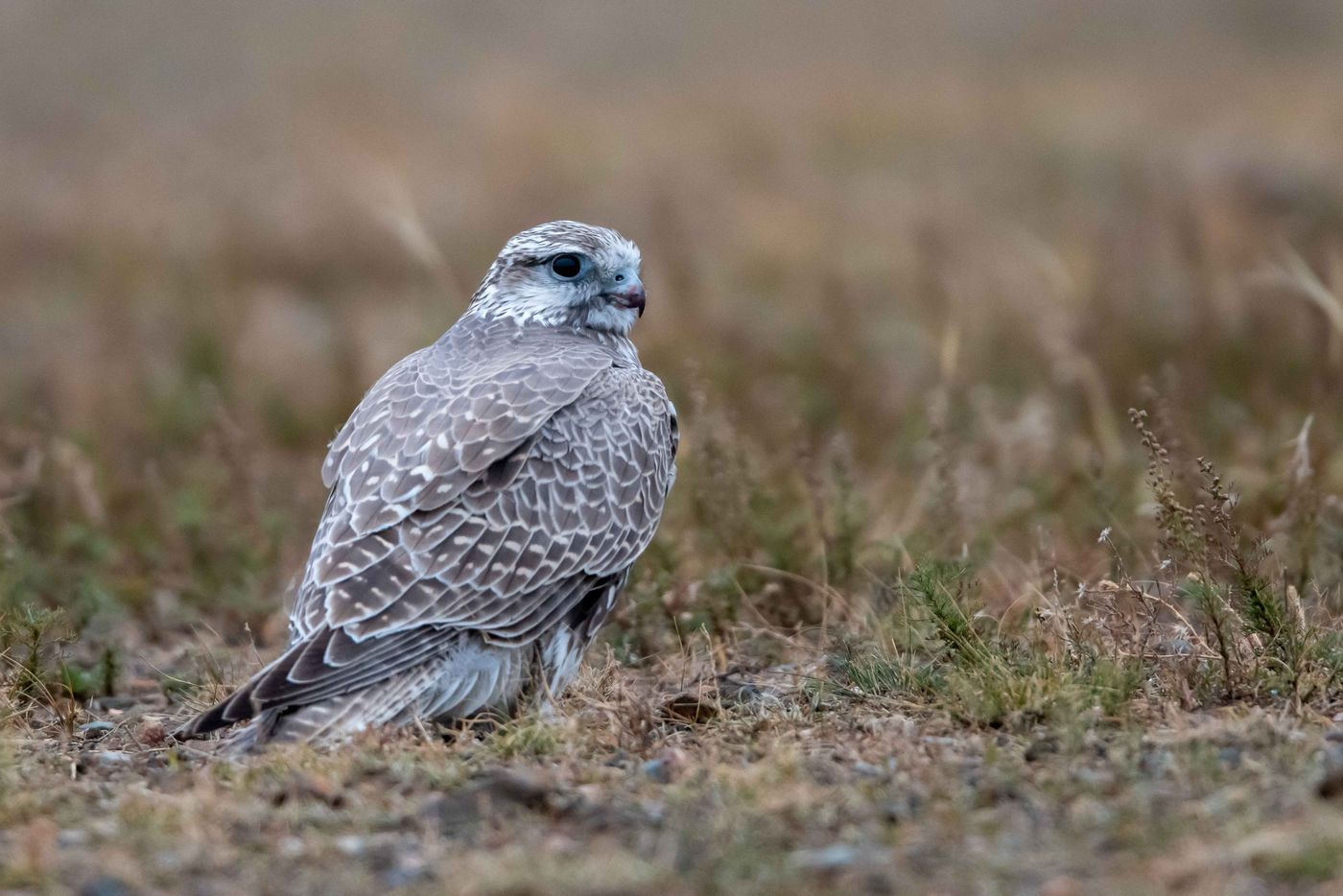 Deze sakervalk had net een prooi verschalkt. © Frederik Willemyns