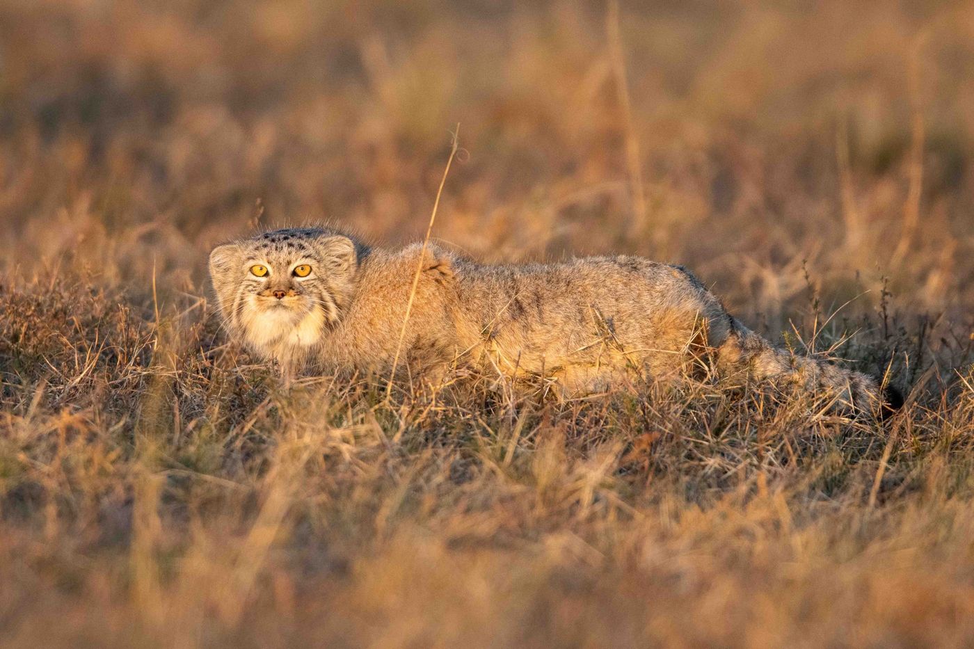 Pallas' kat. © Frederik Willemyns