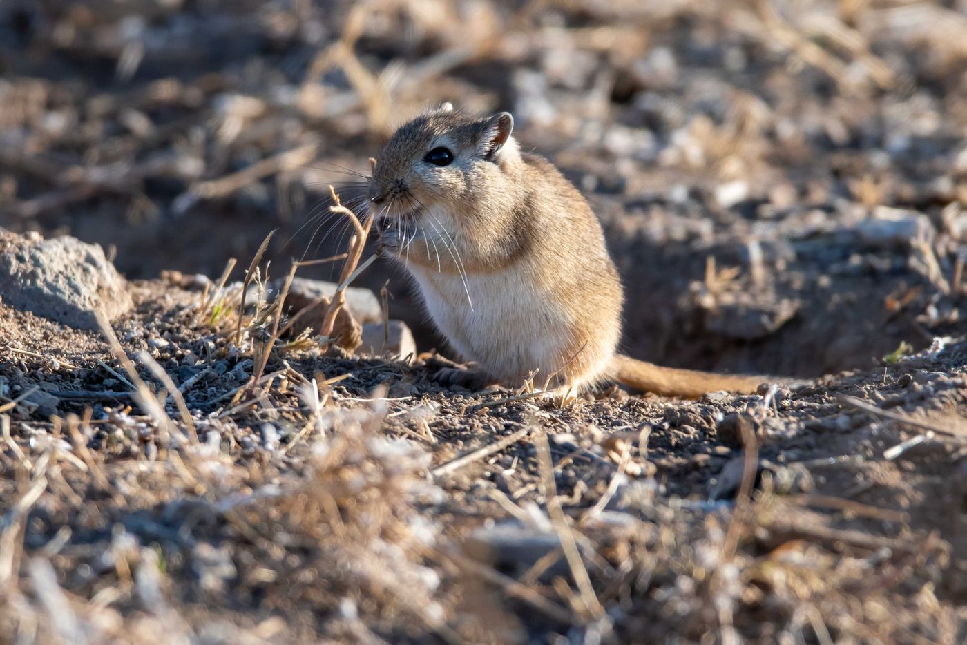 Mongolian jird, een algemene gerbil van de steppe. © Frederik Willemyns