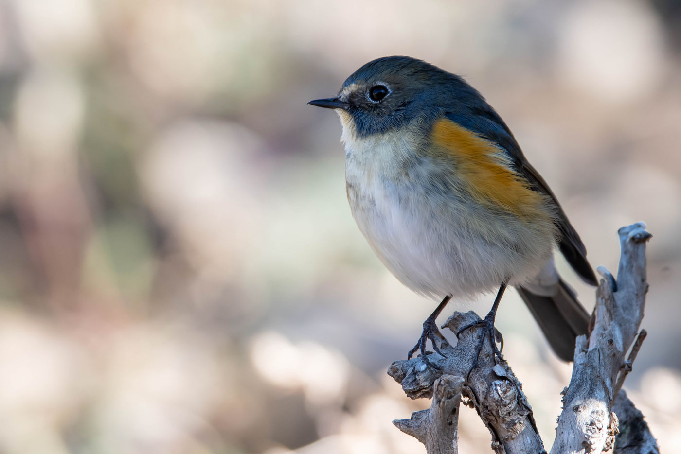 Een heerlijk dichte foto van een mannetje blauwstaart. © Frederik Willemyns