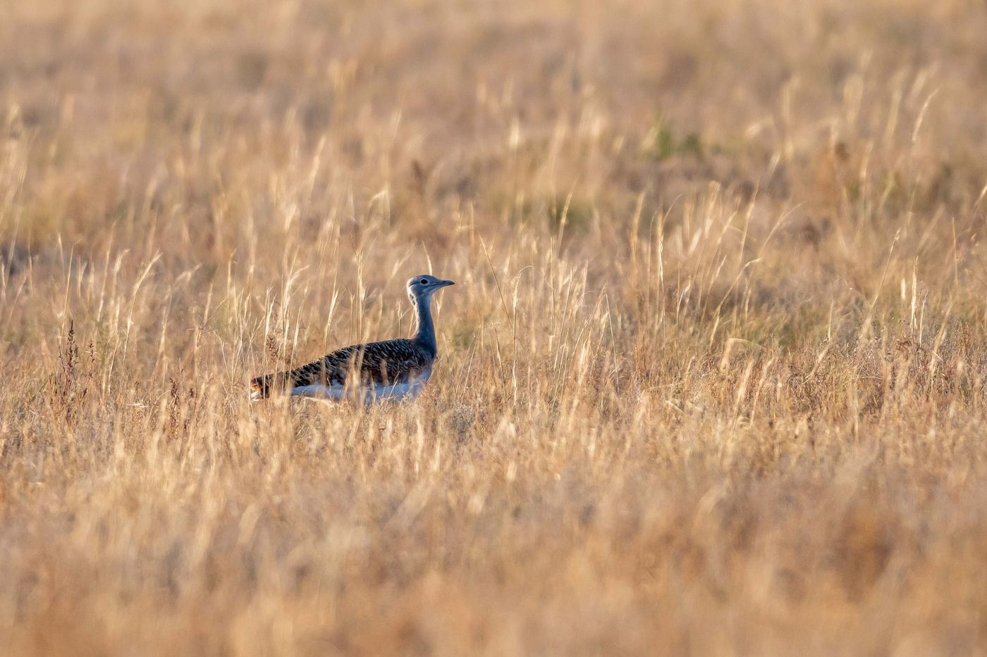 Een leuke extra was deze grote trap die we tegenkwamen op de steppe. © Frederik Willemyns