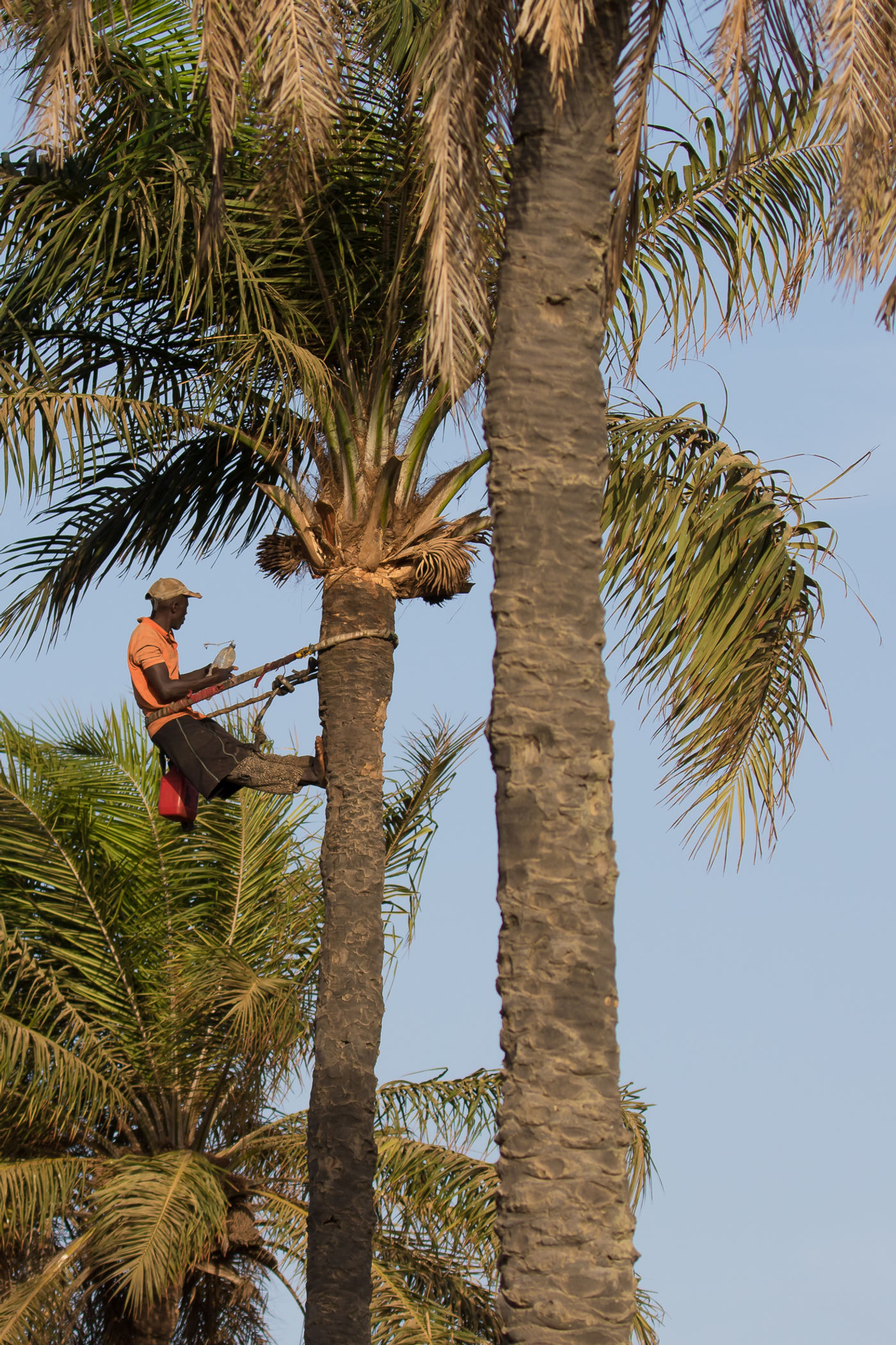 Een Gambiaanse man verzamelt palmsap. © Diederik D'Hert