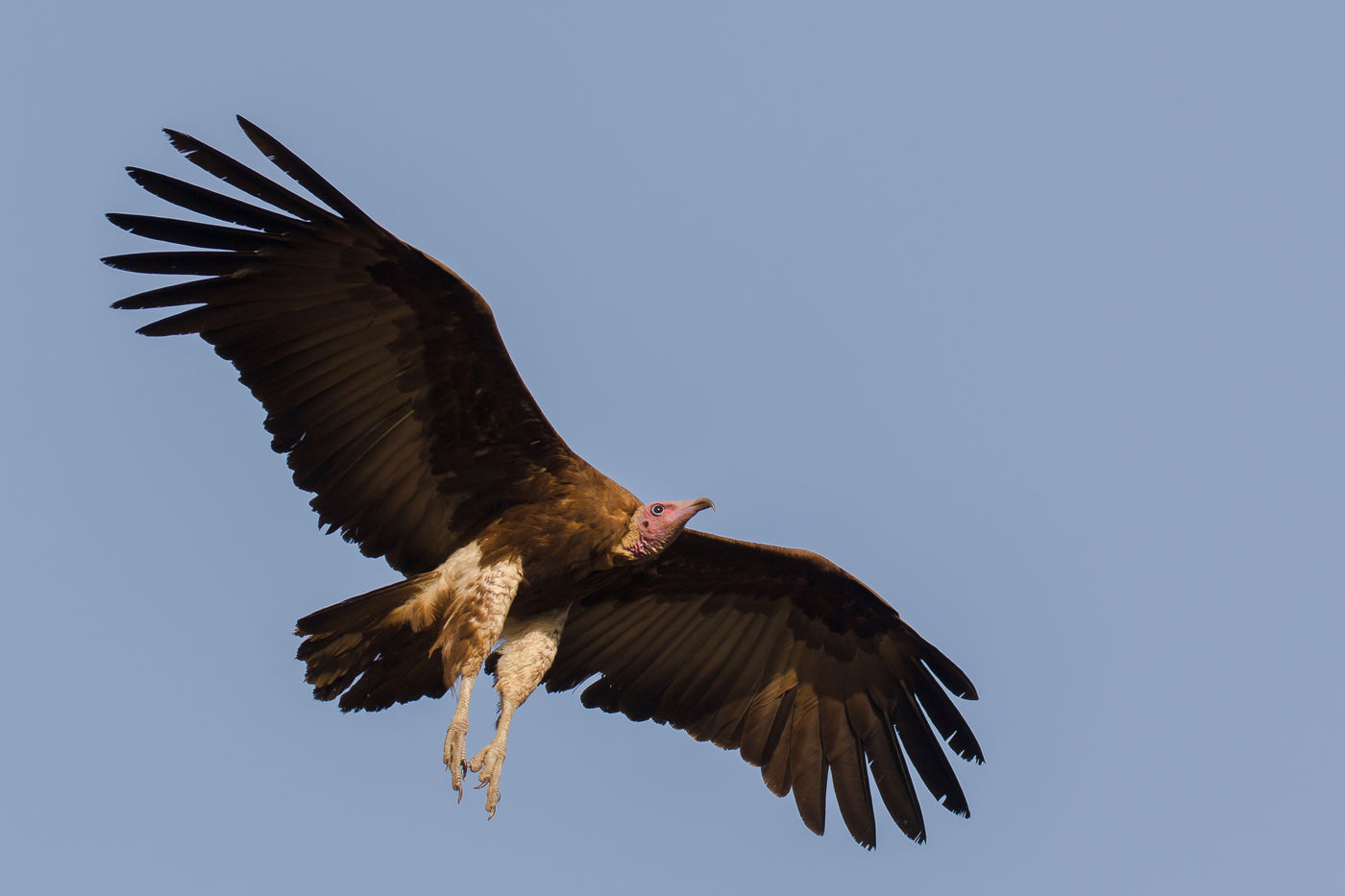 Hooded vulture © Diederik D'Hert