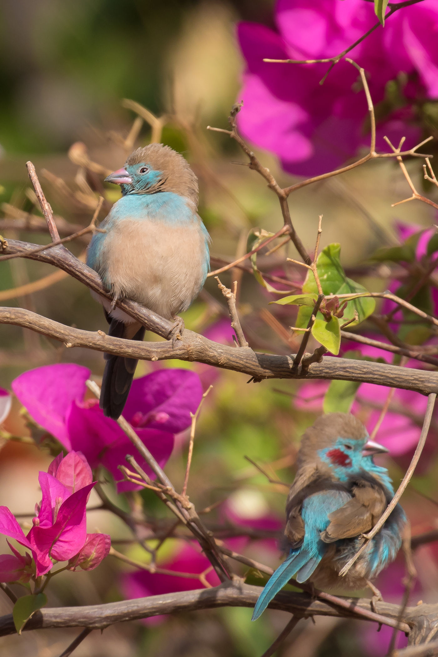 Red-cheeked cordon-bleu © Diederik D'Hert