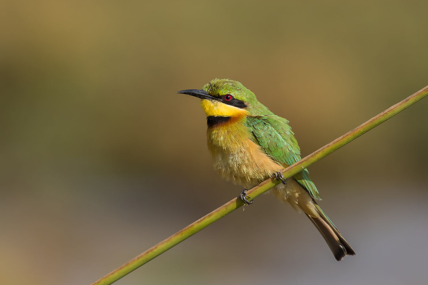 Little bee-eater © Diederik D'Hert