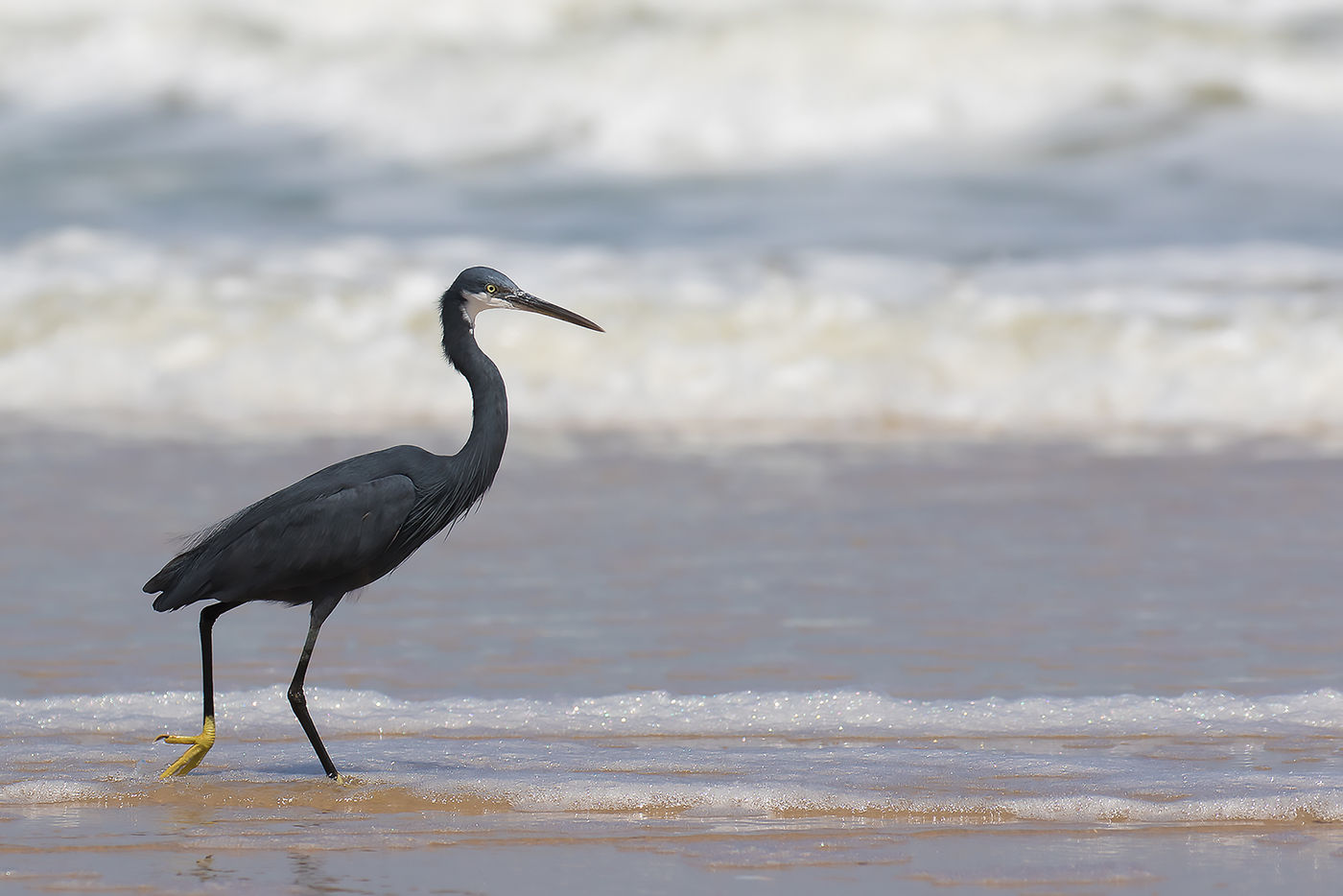 Een western reef-heron waadt door het water. © Diederik D'Hert