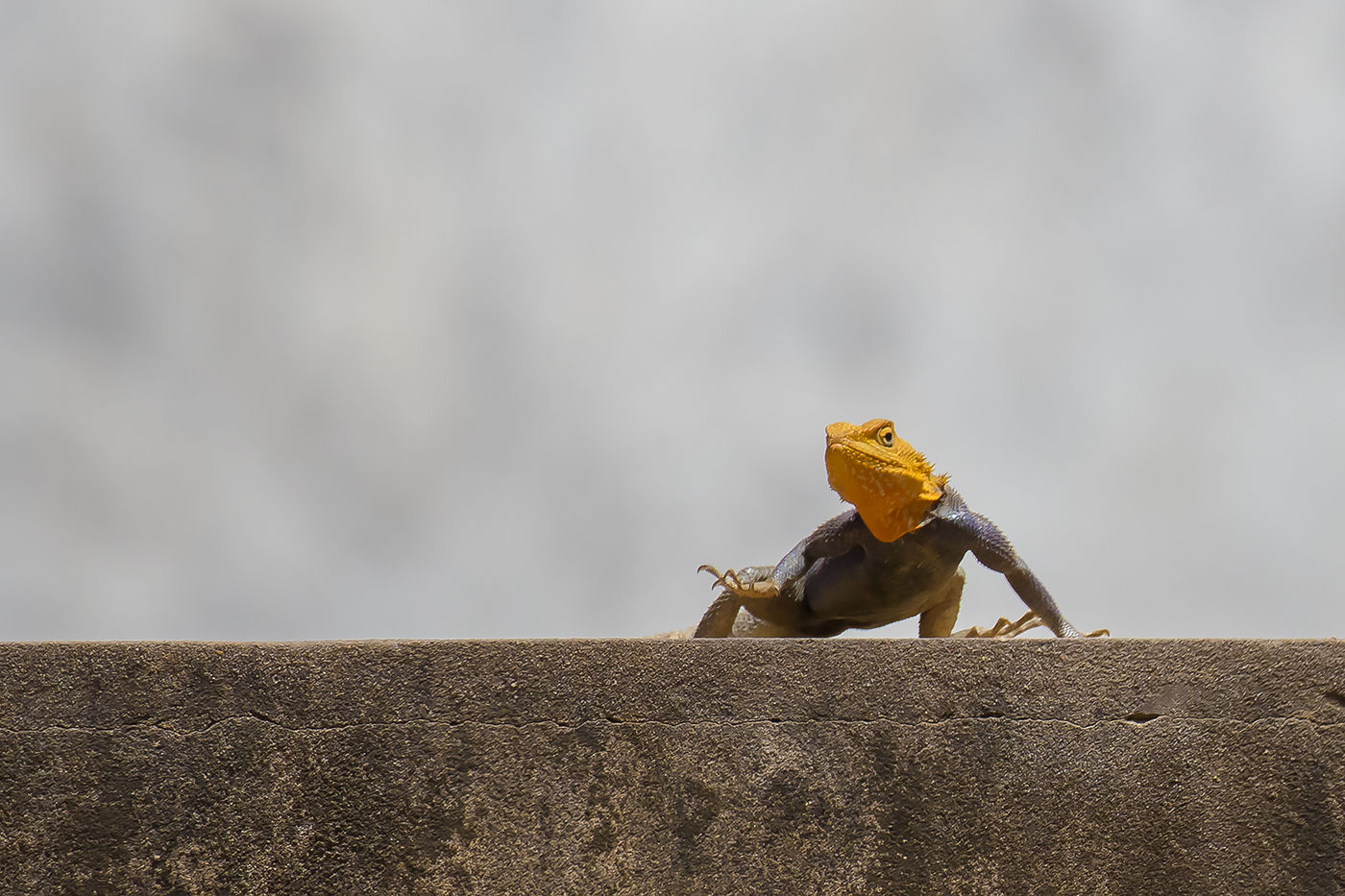 Red-headed rock agama © Diederik D'Hert