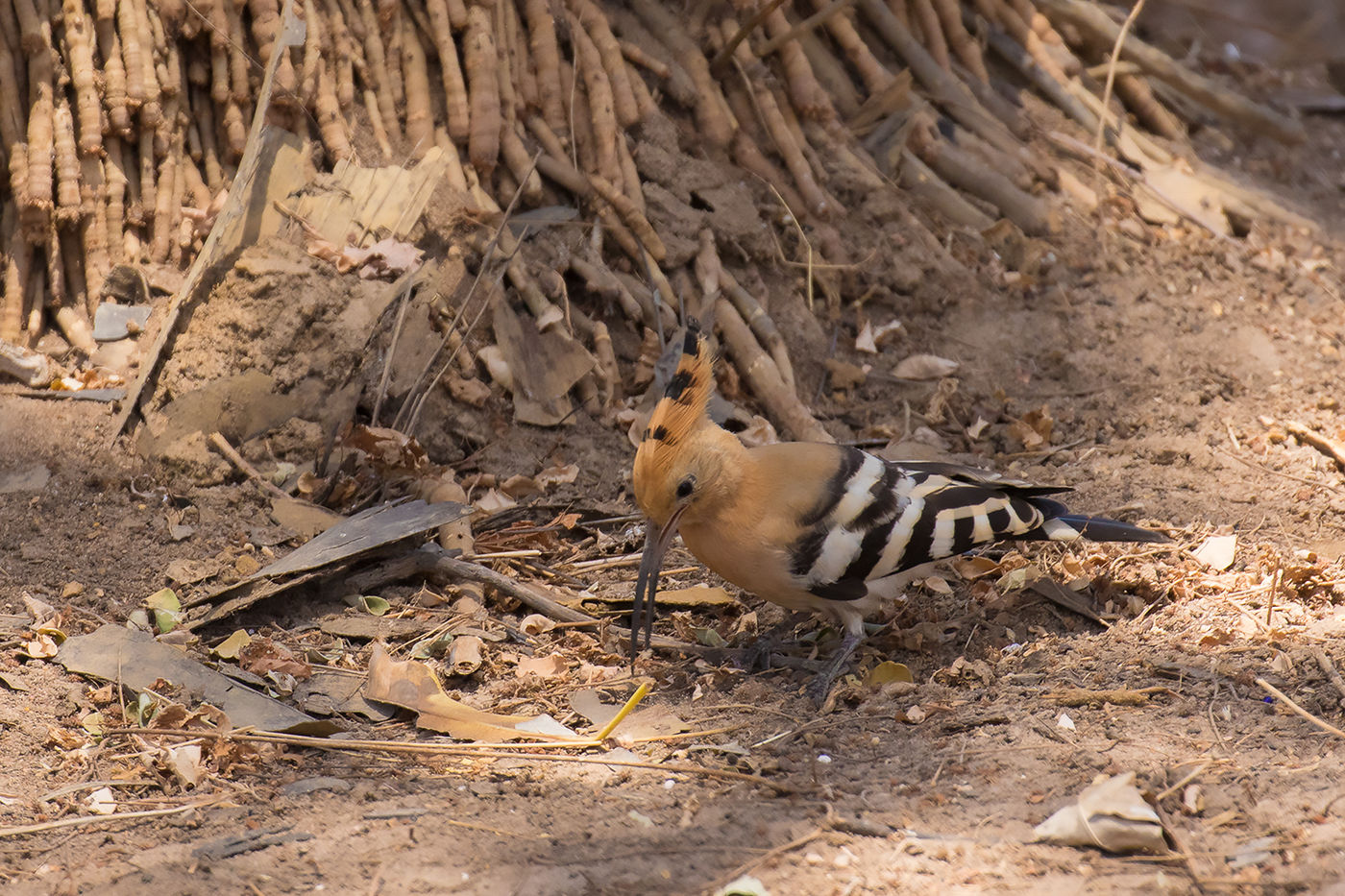 Eurasian hoopoe © Diederik D'Hert