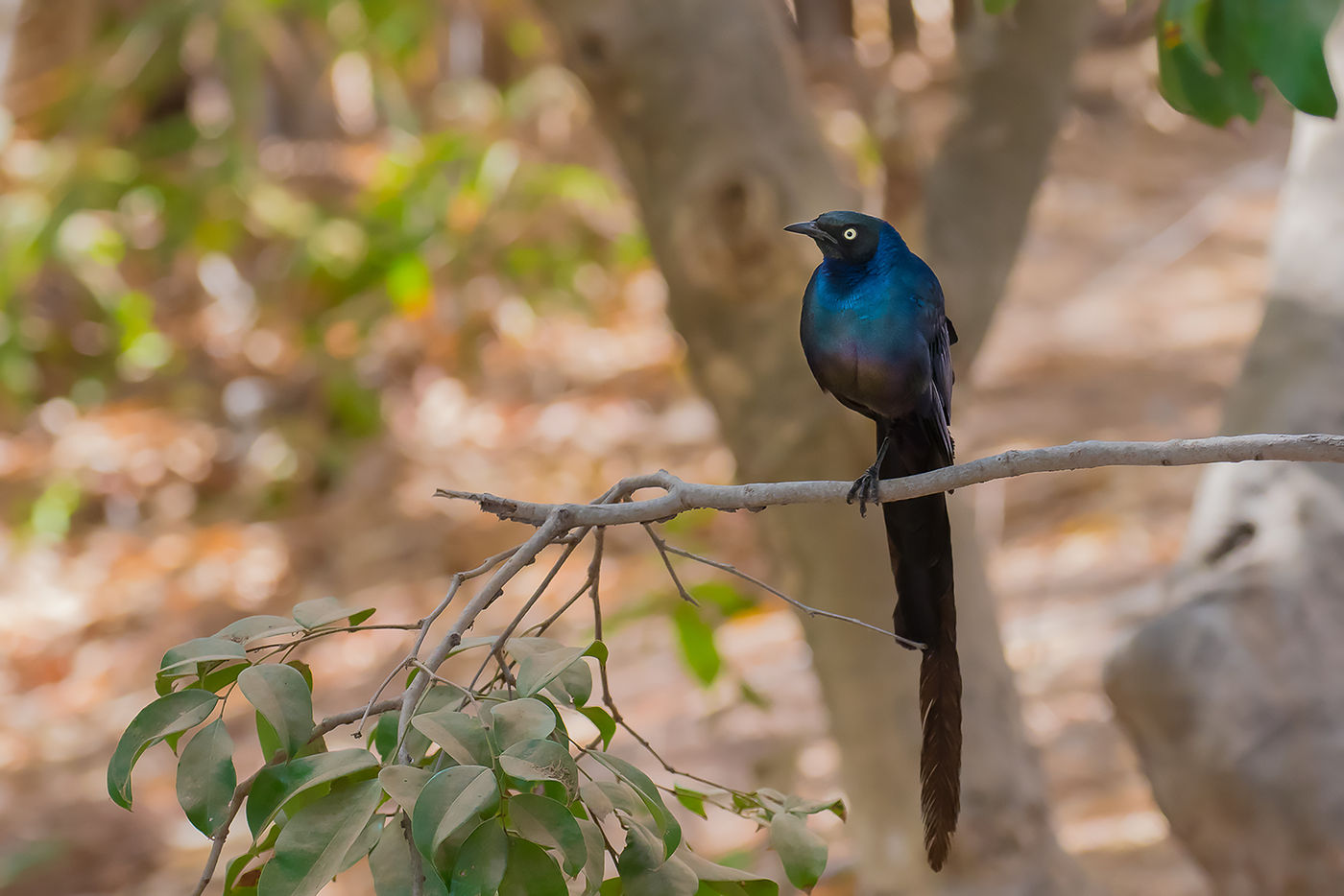 Long-tailed glossy staring © Diederik D'Hert