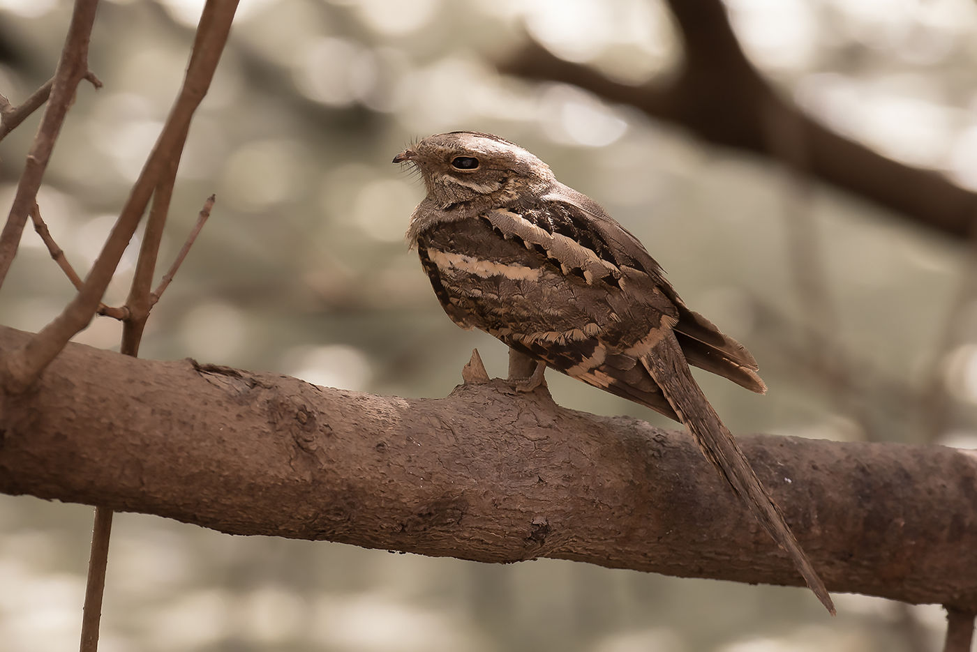 Long-tailed nightjar © Diederik D'Hert