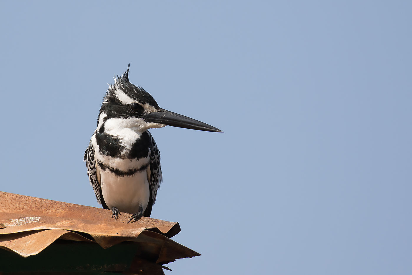 Pied kingfisher © Diederik D'Hert