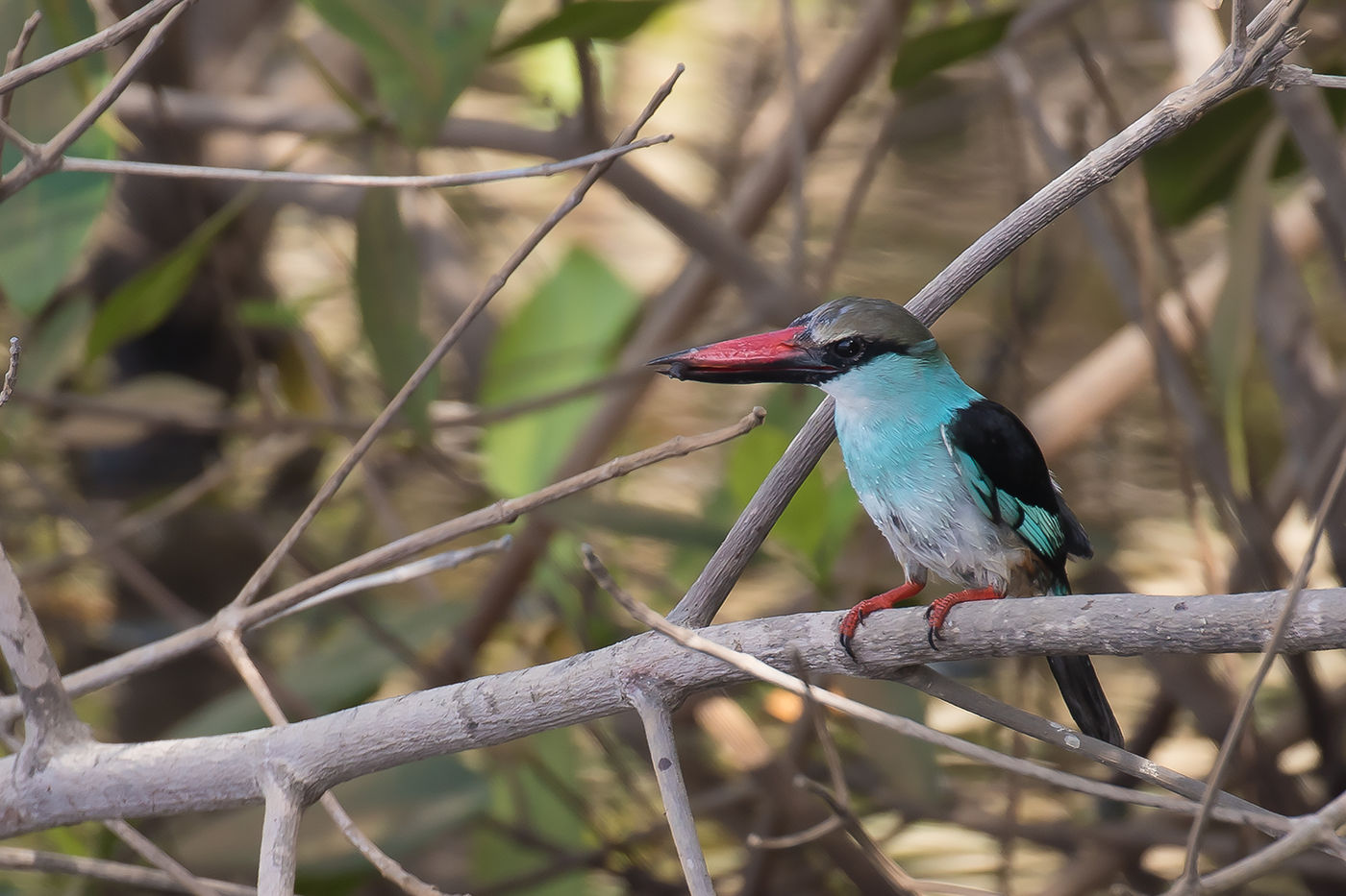 Blue-breasted kingfisher © Diederik D'Hert