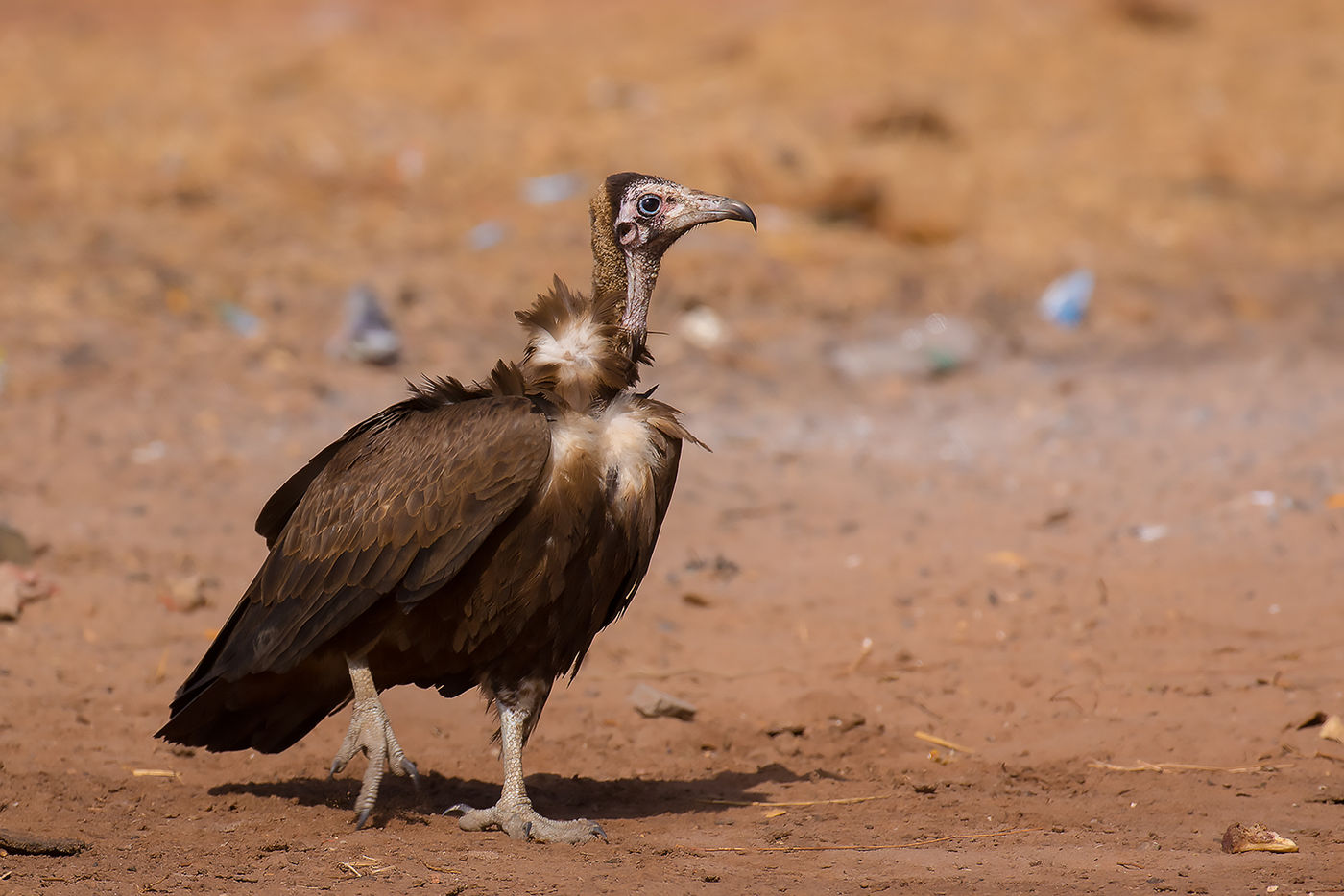 Hooded vulture © Diederik D'Hert