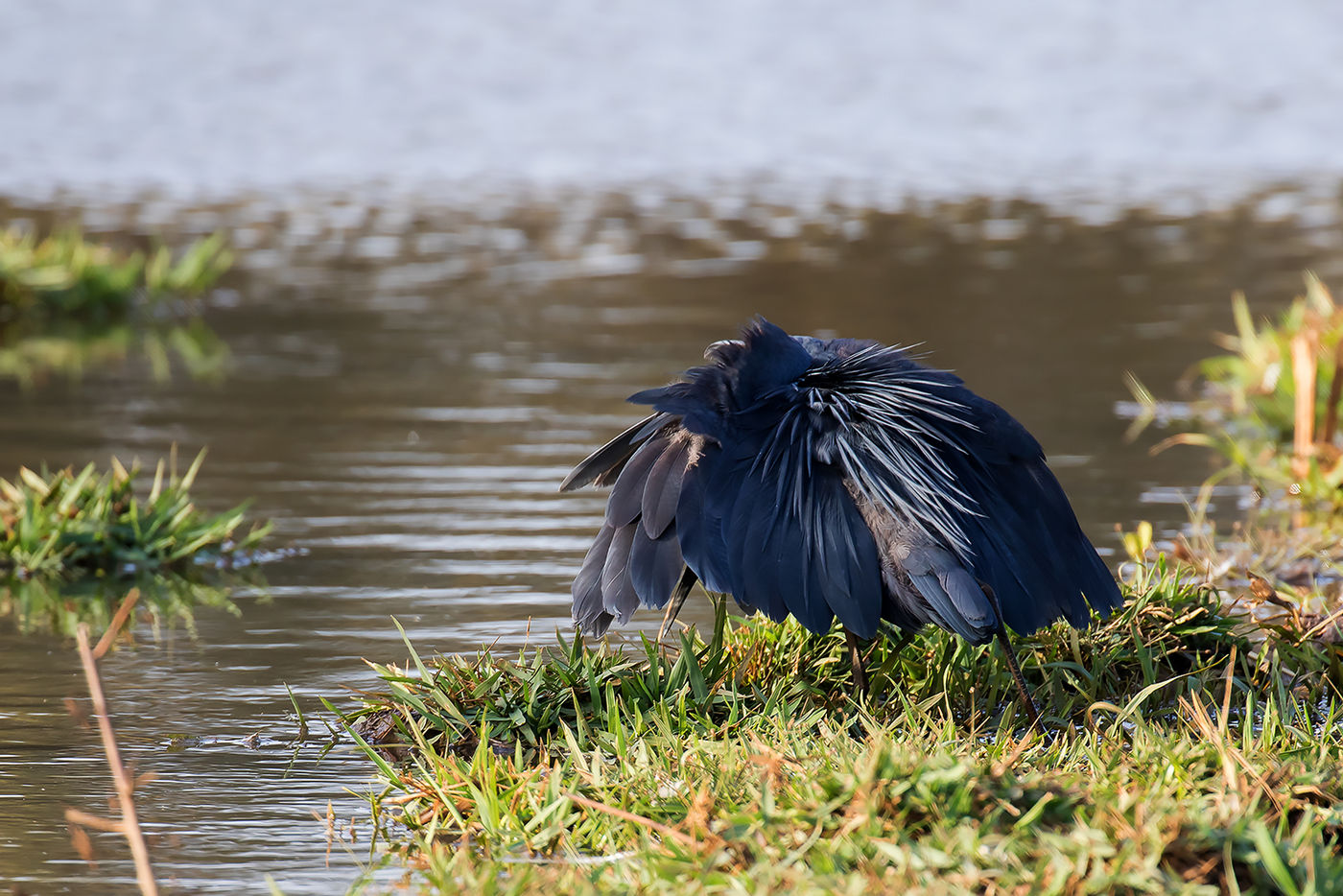 Black heron tijdens de typische jachtpose. © Diederik D'Hert