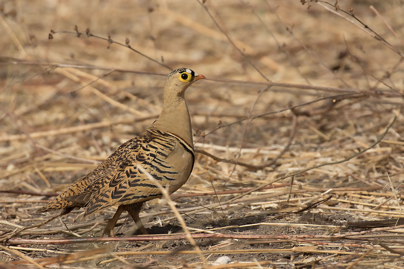 Four-banded sandgrouse © Diederik D'Hert