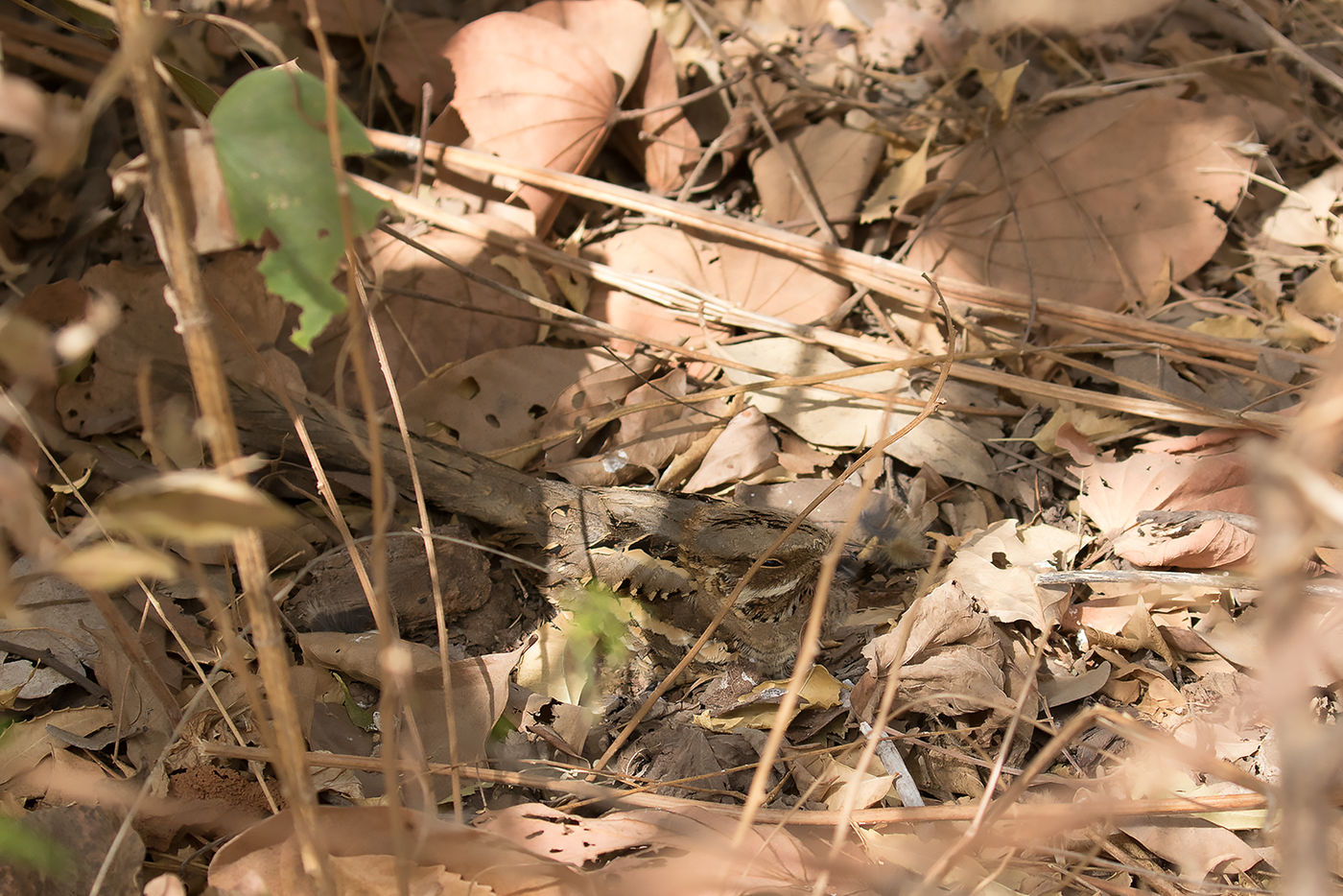 Long-tailed nightjar © Diederik D'Hert