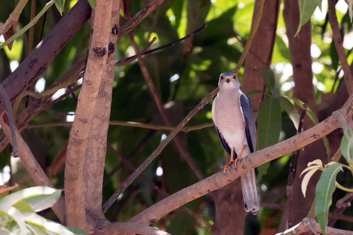 Shikra © Diederik D'Hert