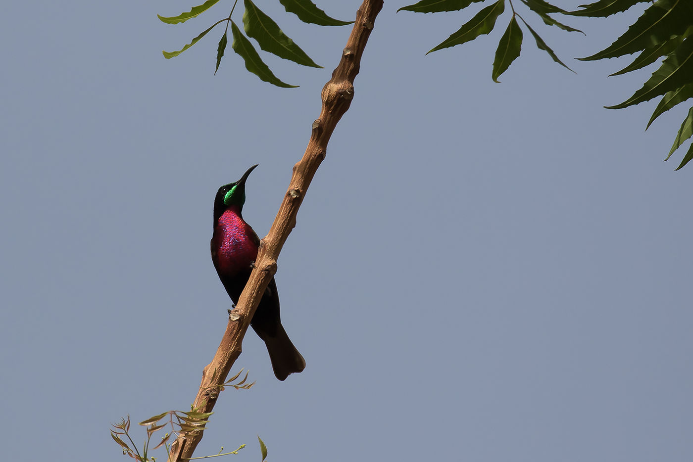 Scarlet-chested sunbird © Diederik D'Hert