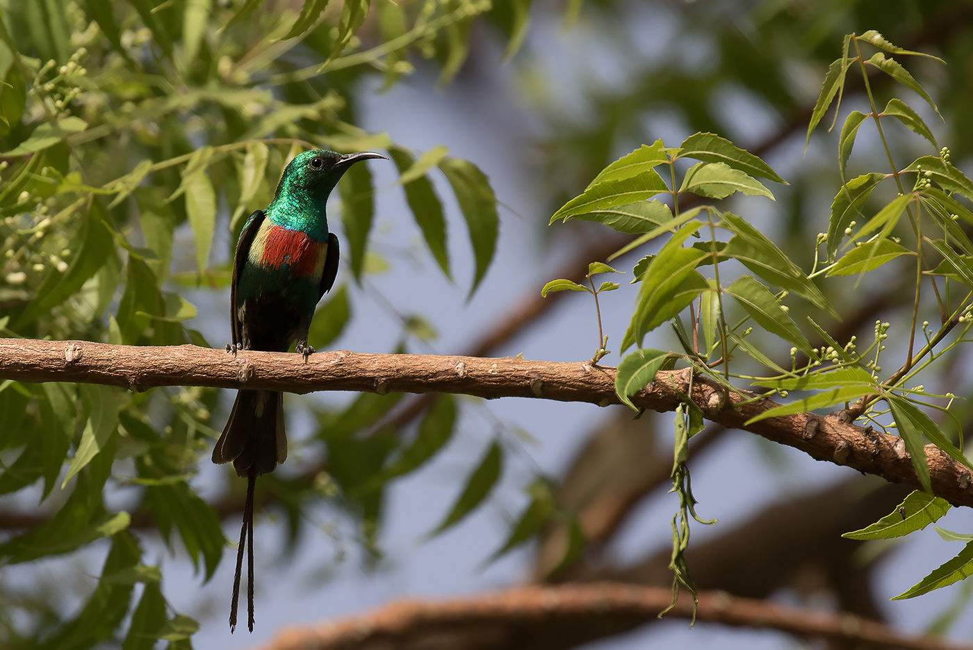 Een beautiful sunbird © Diederik D'Hert