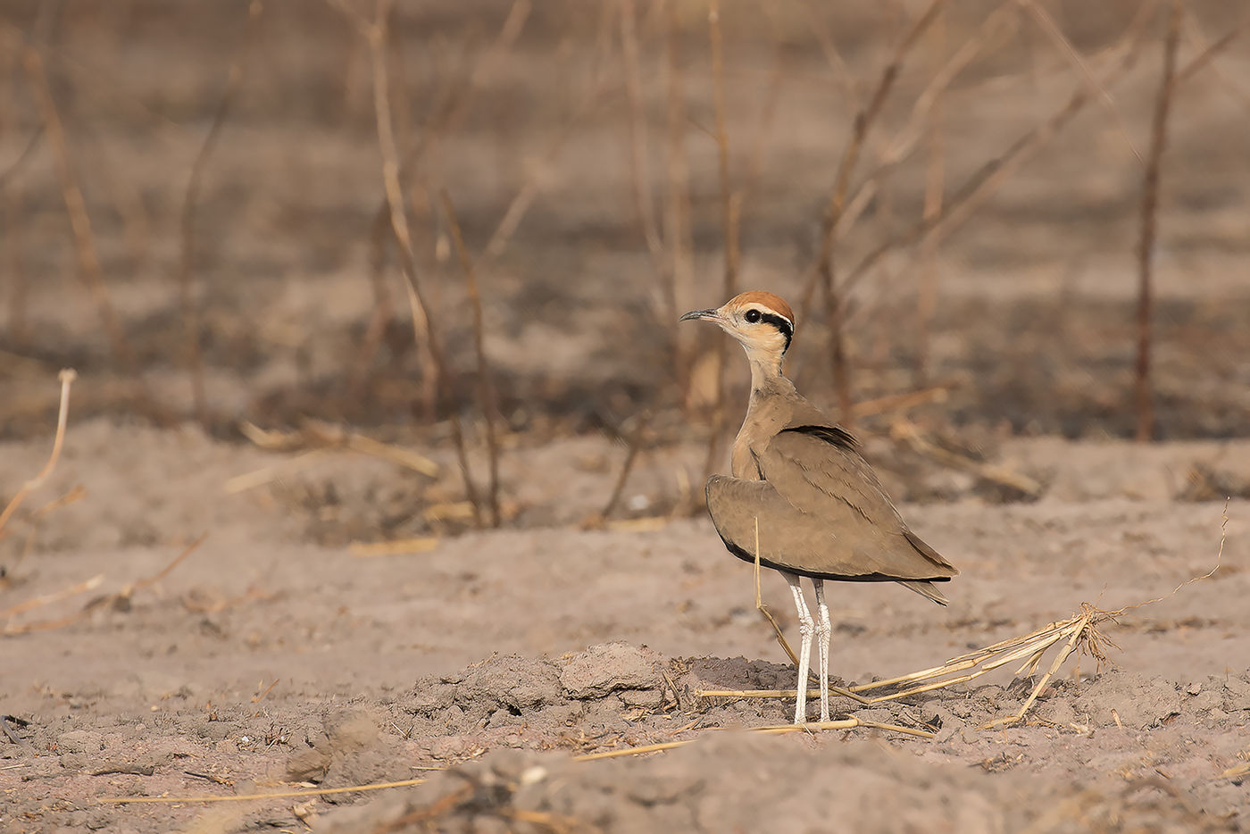 Temminck's courser © Diederik D'Hert