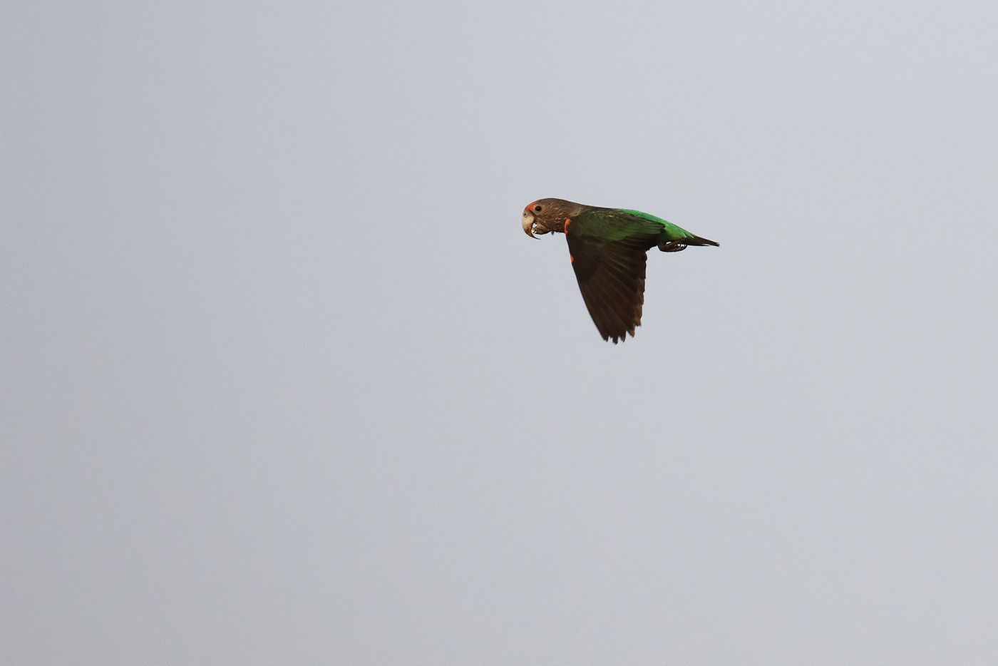 Brown-necked parrot © Diederik D'Hert