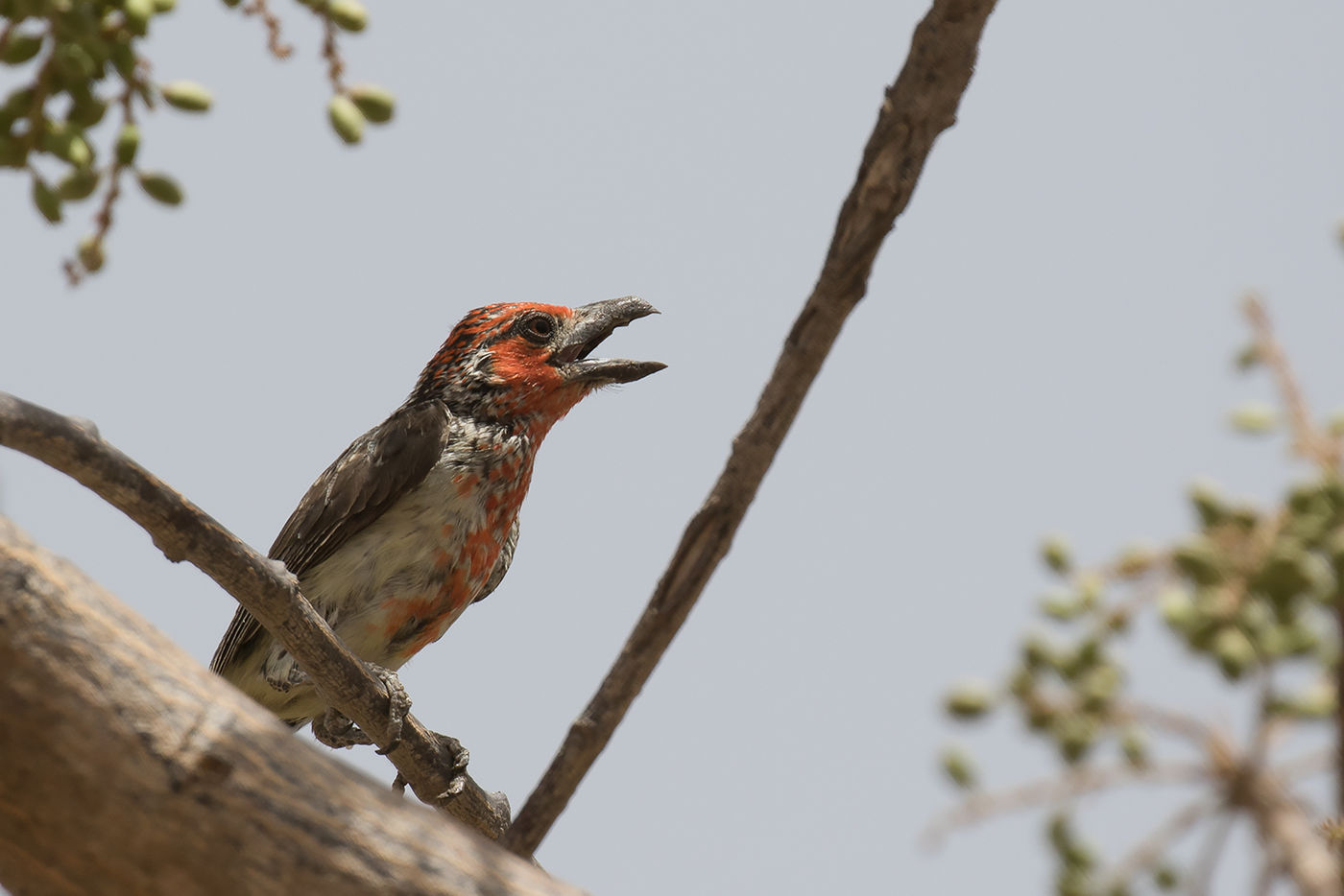 Viellot's barbet © Diederik D'Hert