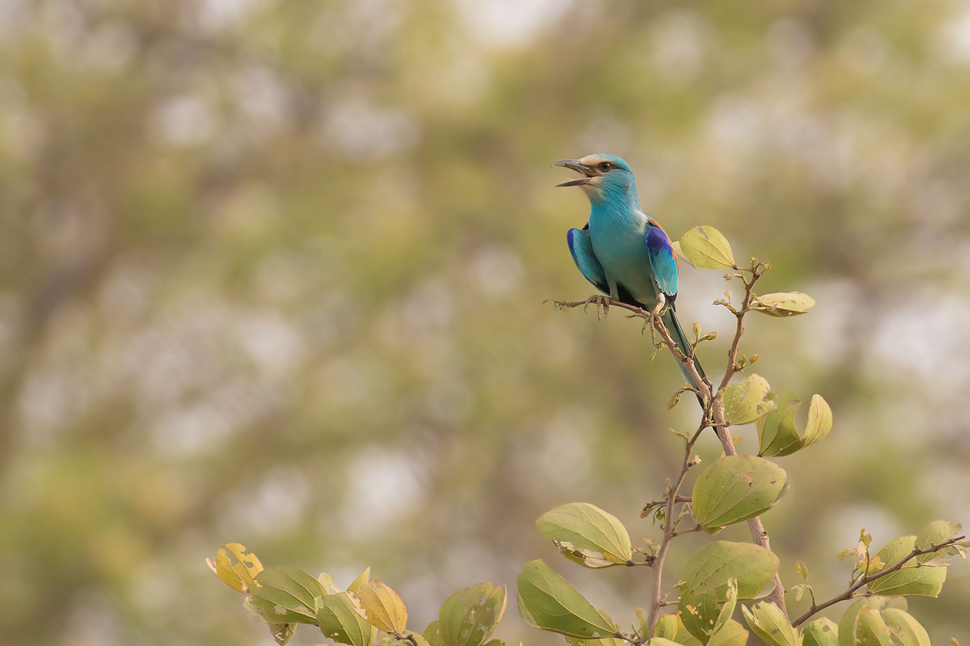 Een Abyssinian roller. © Diederik D'Hert