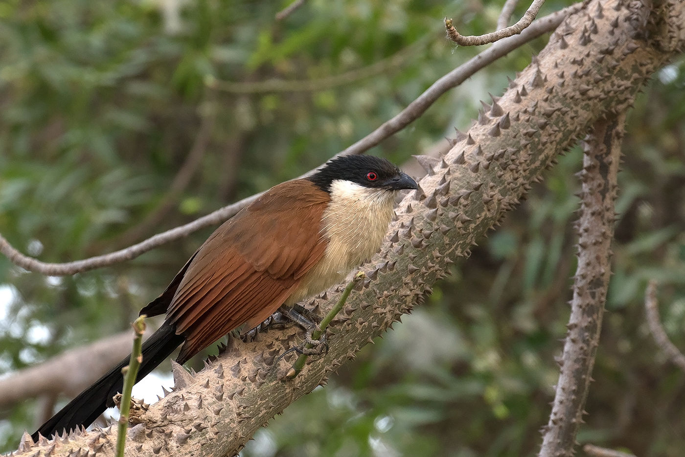 Een Senegal coucal. © Diederik D'Hert