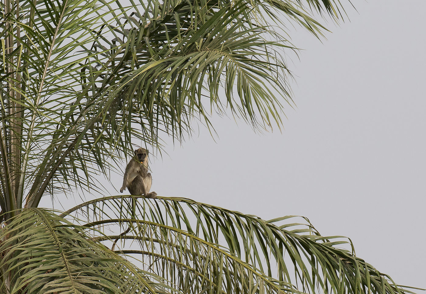 Green monkey kijkt ons aan. © Diederik D'Hert