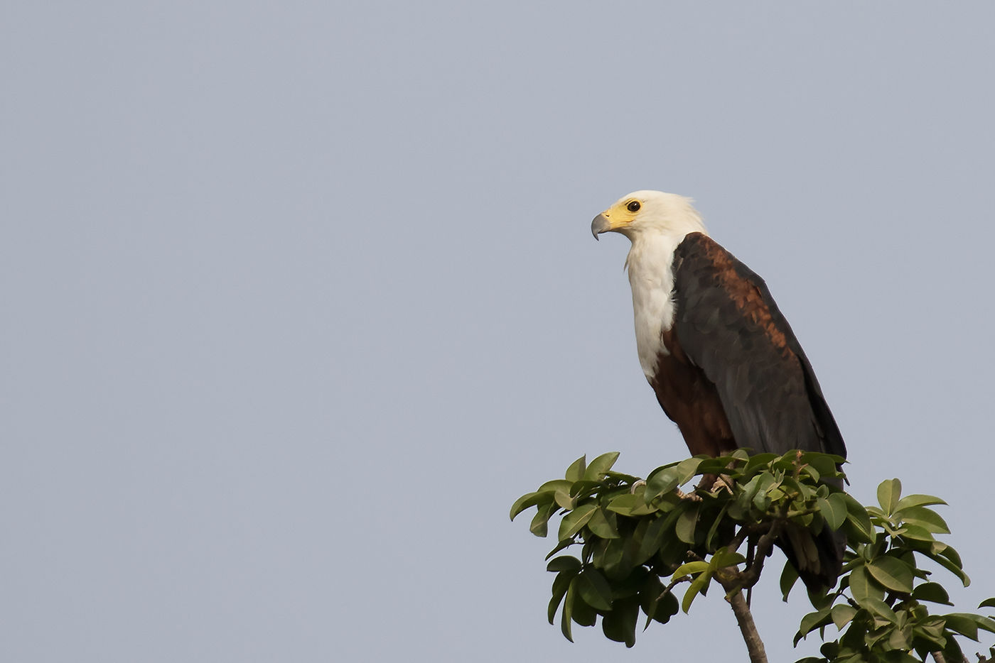 African fish eagle © Diederik D'Hert