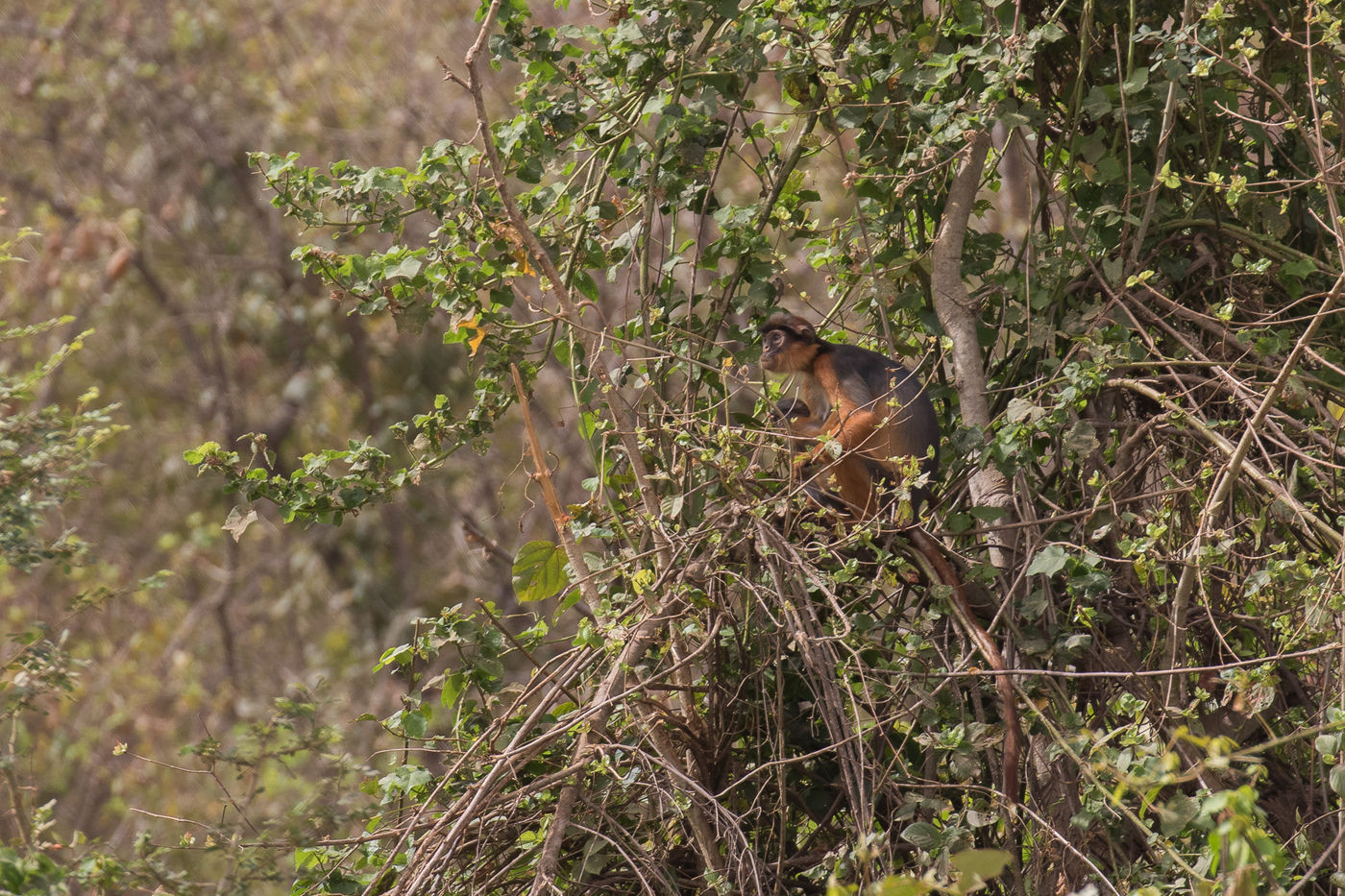 Een red colobus-monkey. © Diederik D'Hert