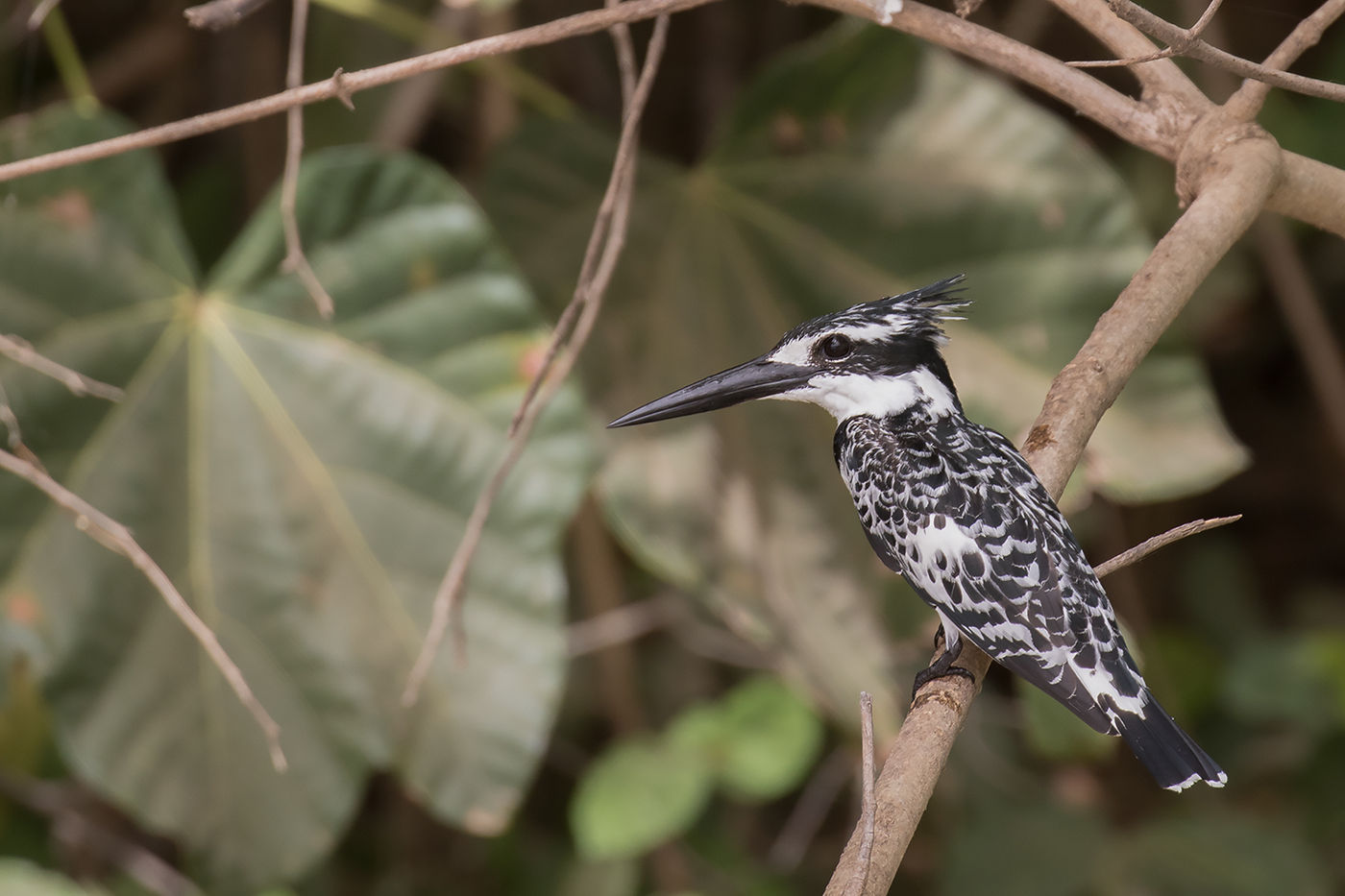 Pied kingfisher © Diederik D'Hert