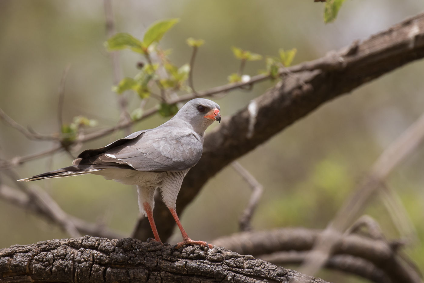 Dark chanting goshawk © Diederik D'Hert