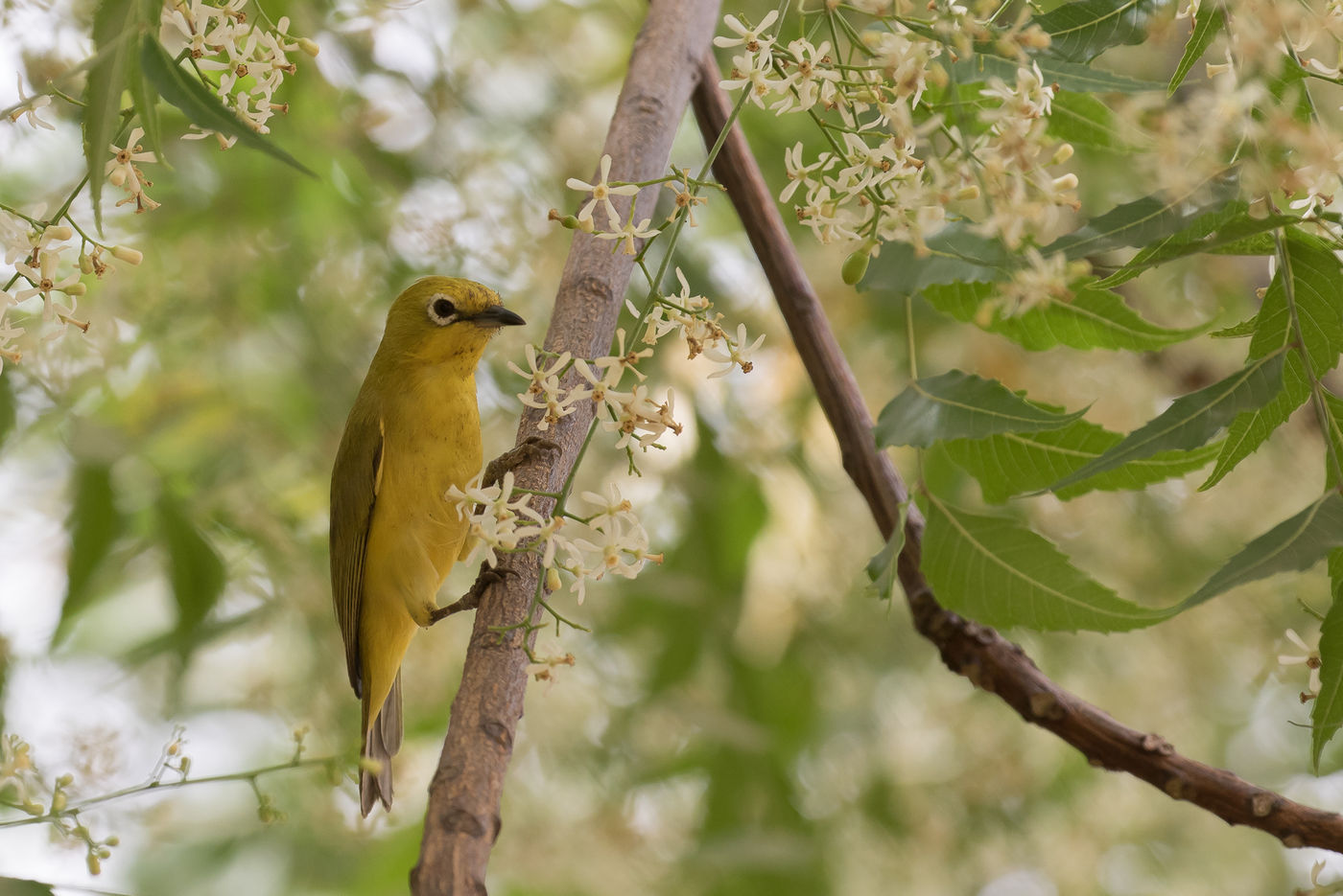 African yellow white-eye © Diederik D'Hert