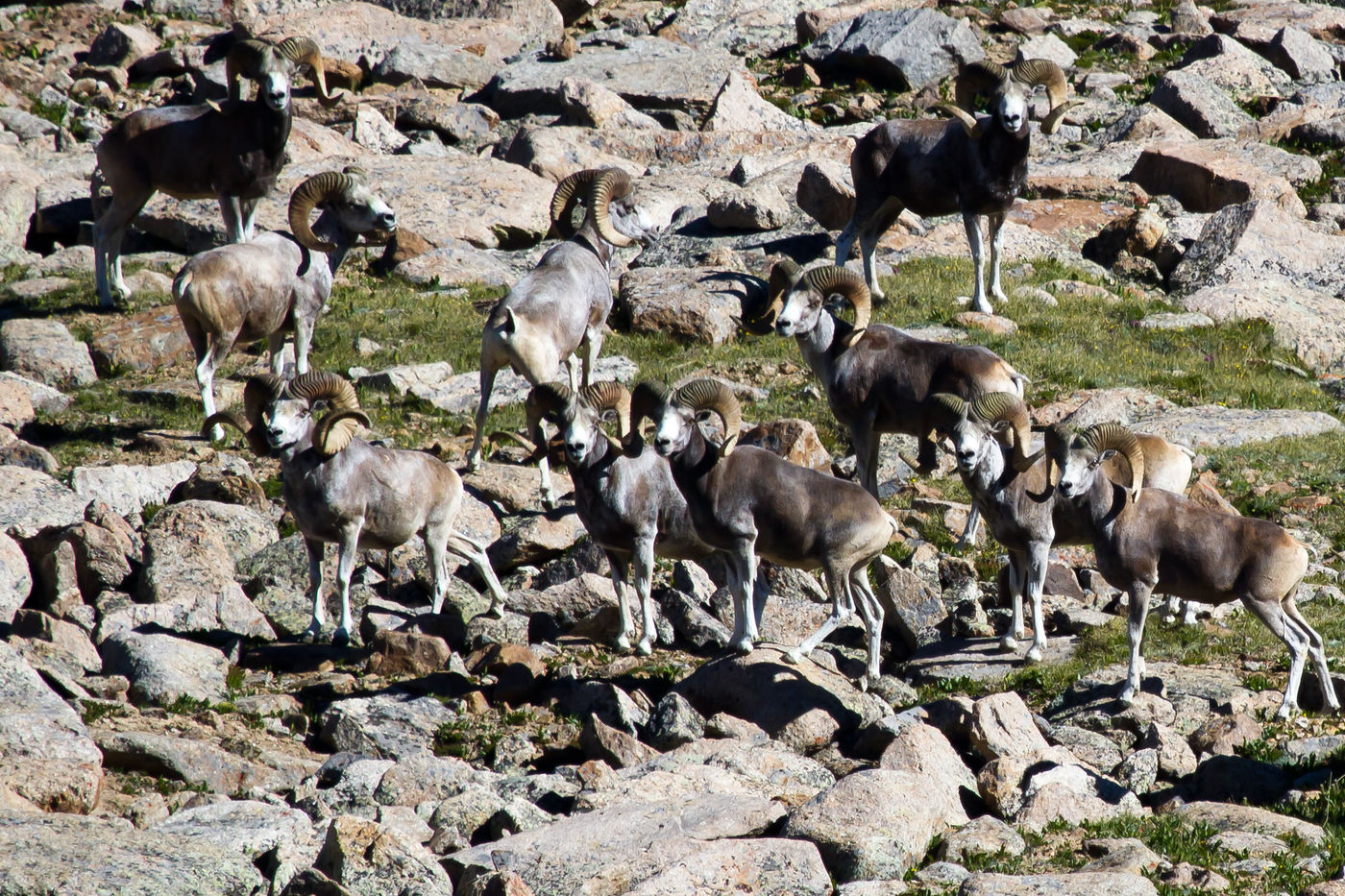 Altai argali op een bergflank. © STARLING reizen