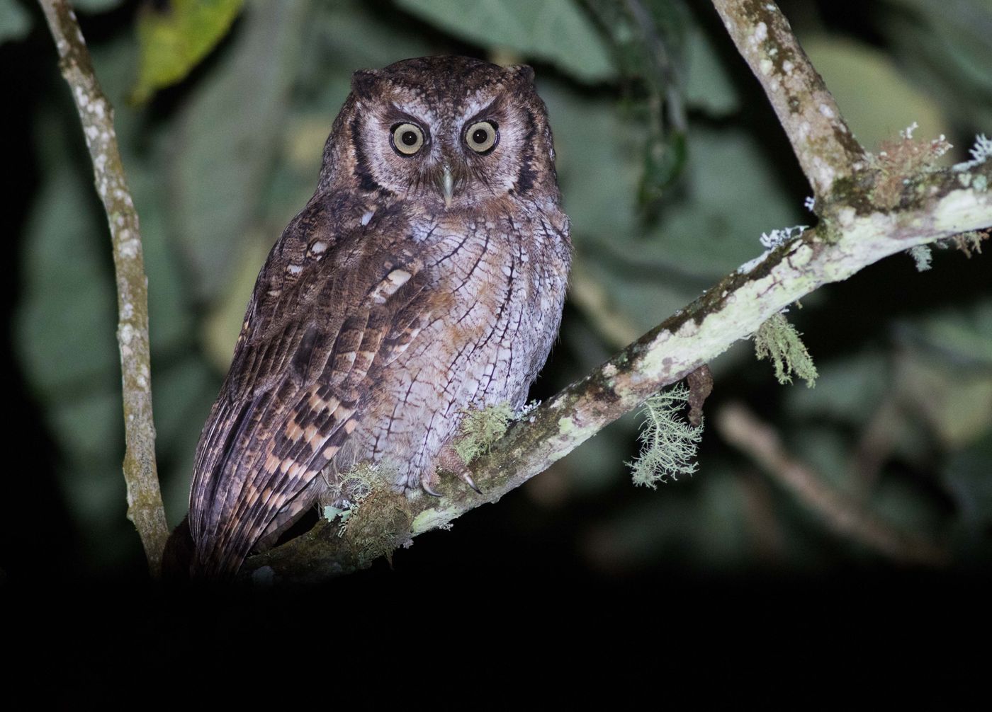 In de omgeving van onze lodges kunnen we rekenen op uilen zoals deze tropical screech-owl. © Joachim Bertrands