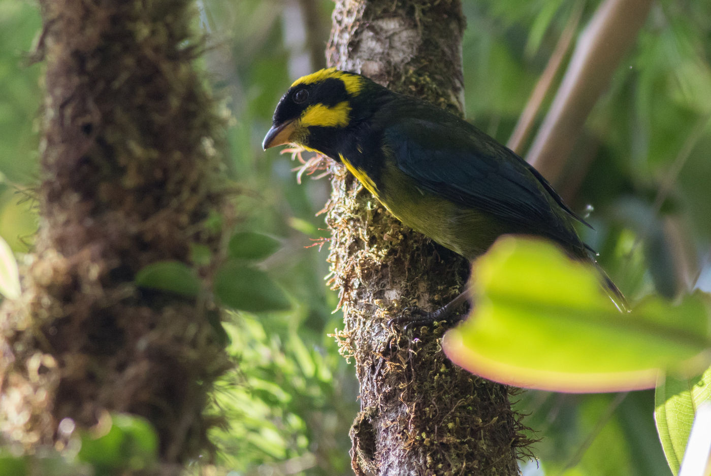 Gold-ringed tanager in de ondergroei te Montezuma. © Joachim Bertrands