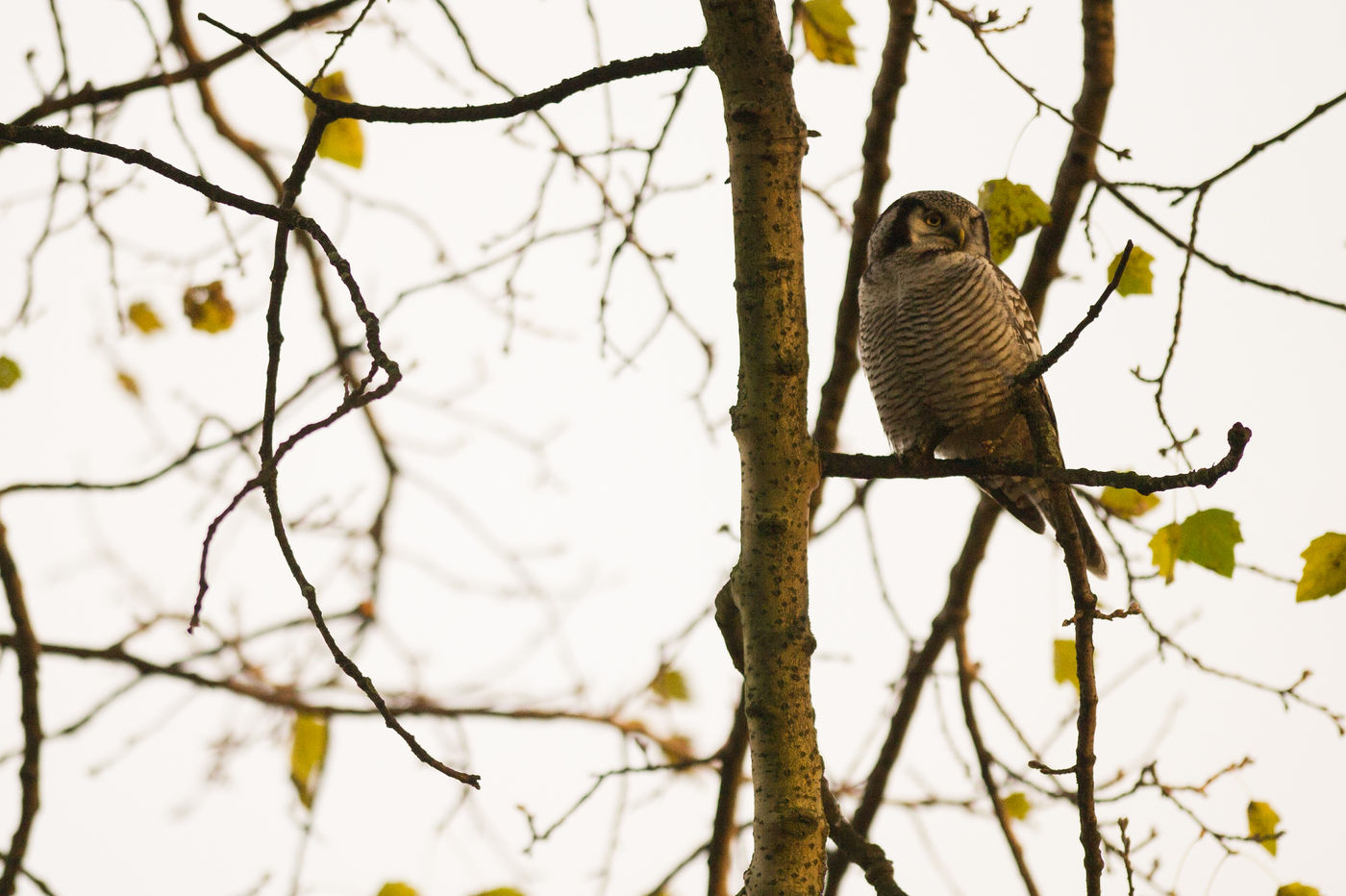 Sperweruil in laatste avondzon. © David 'Billy' Herman