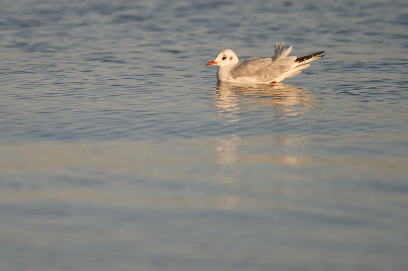 Kokmeeuw, omdat ze zo simpel mooi zijn. © David 'Billy' Herman