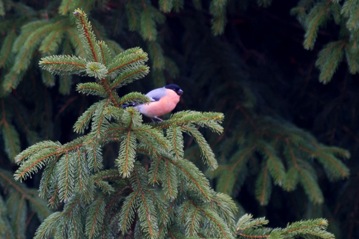 Mannetje goudvink. © David 'Billy' Herman